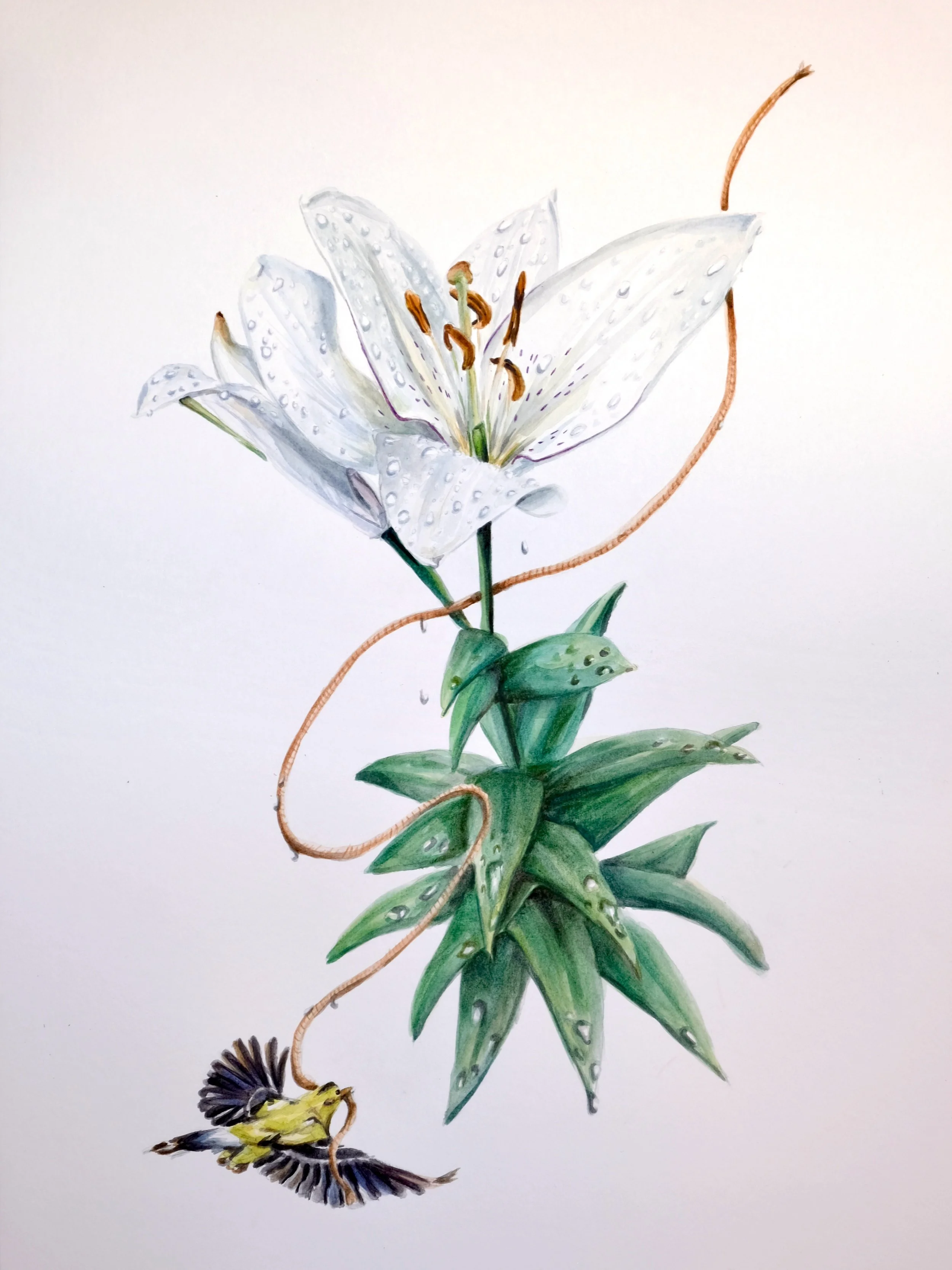 Consider the Lilies print