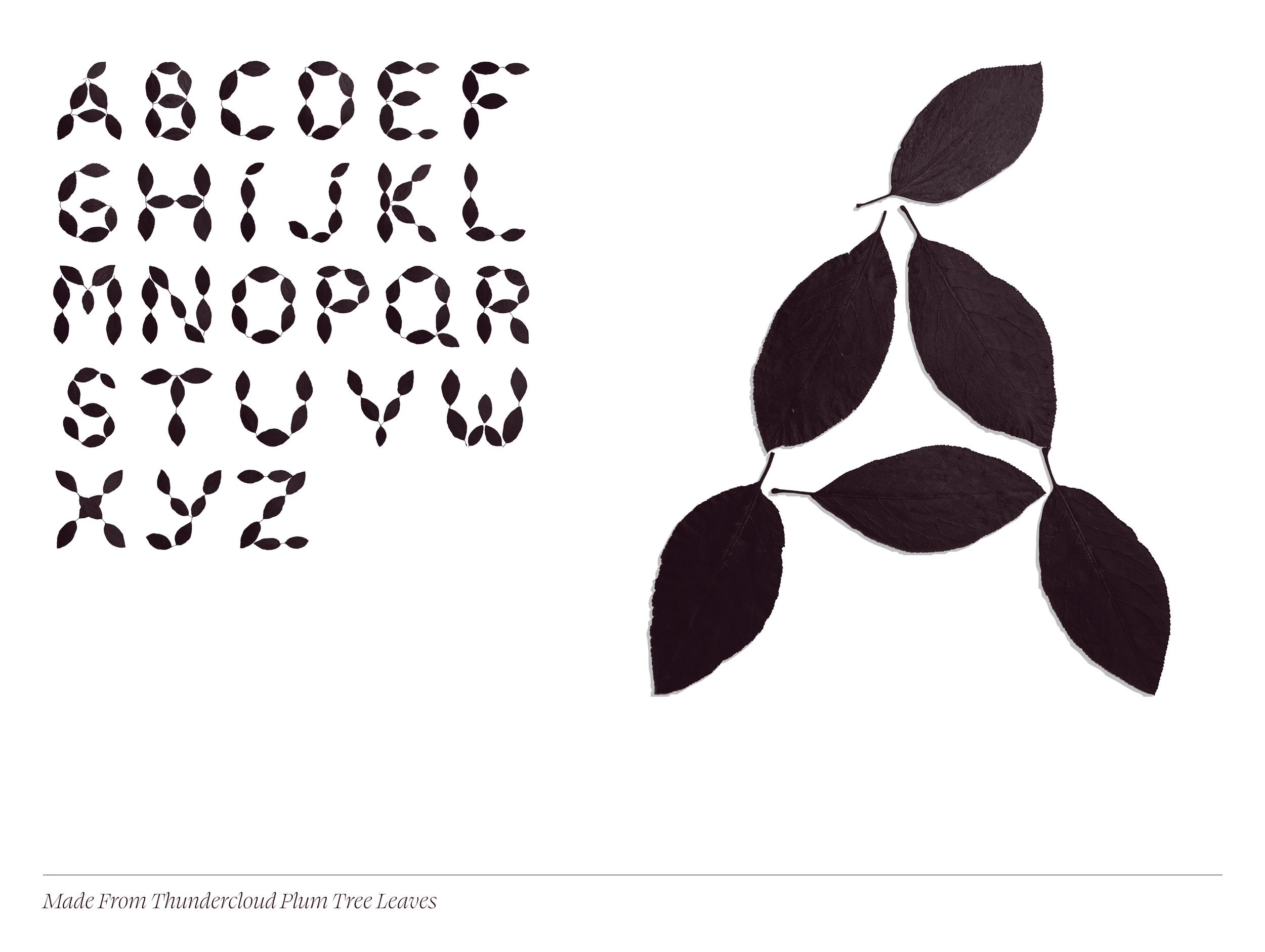 Thundercloud Plum Typeface