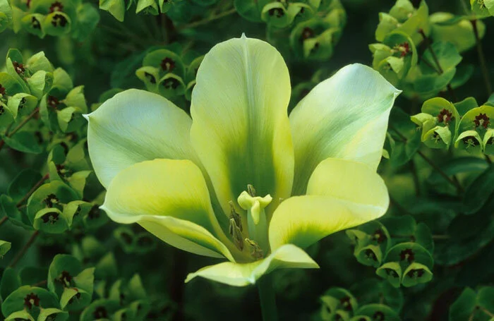 tulip2.jpg