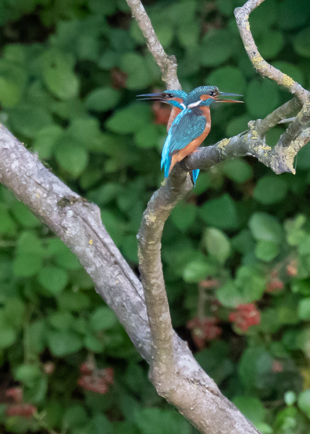 DSC_7416.jpg