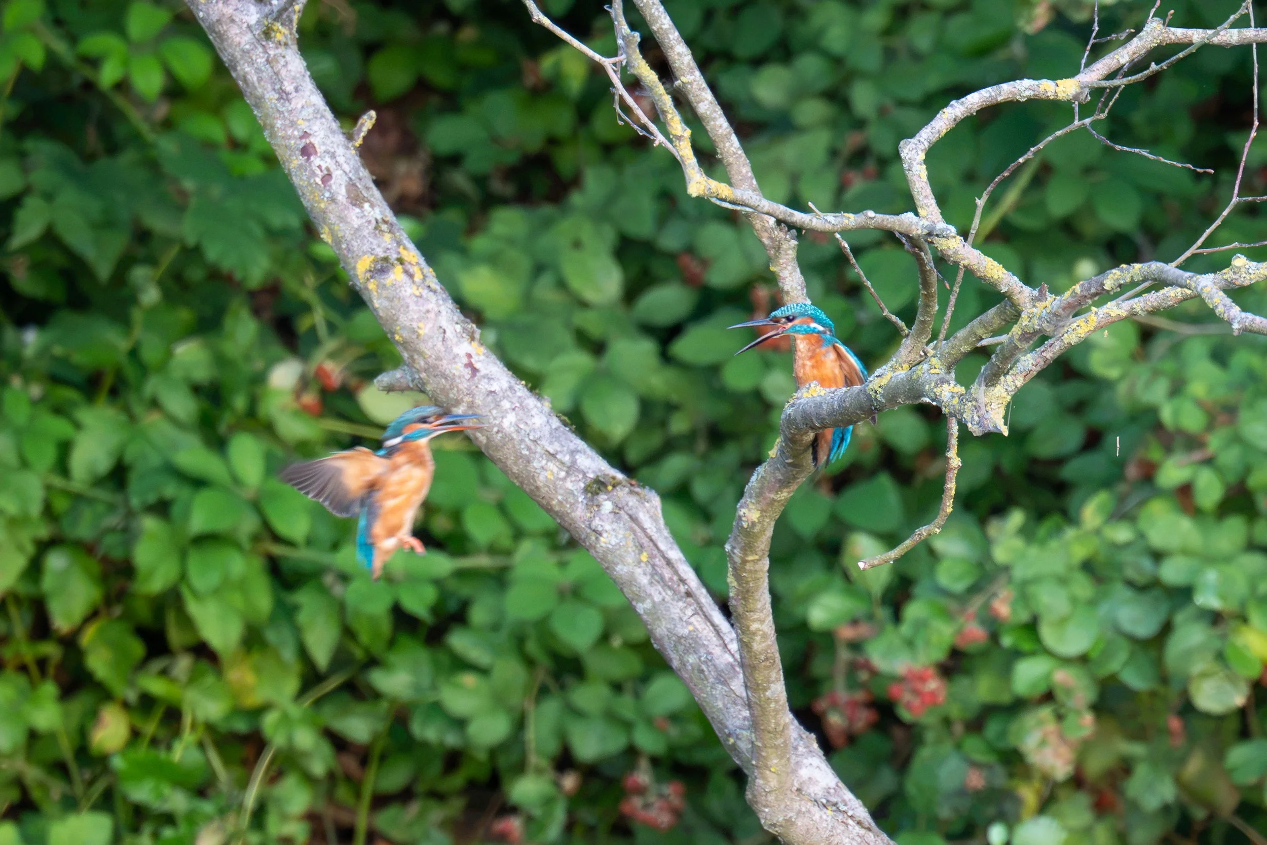 DSC_7415.jpg