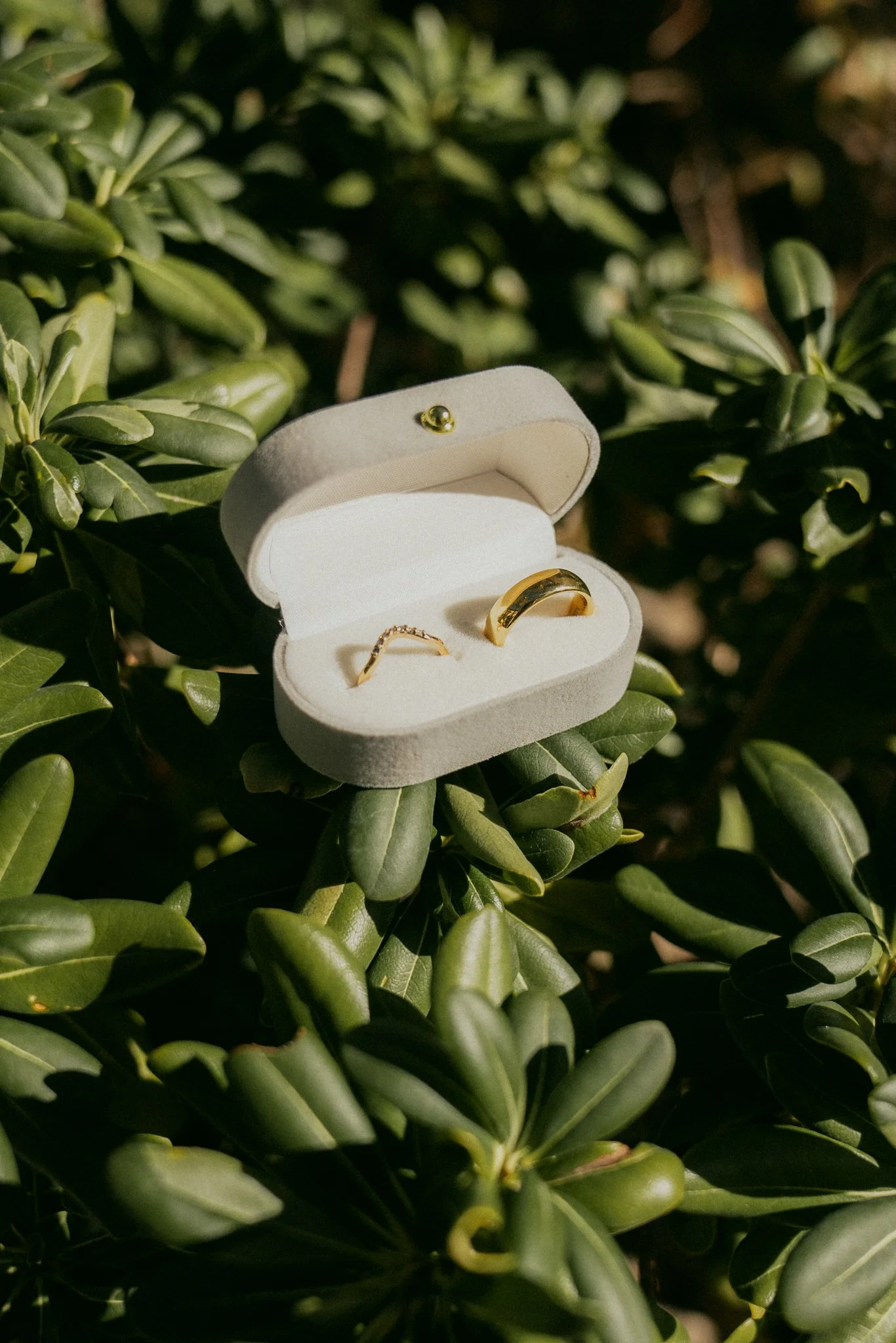 Gold rings inside a white jewelry box placed on green foliage.