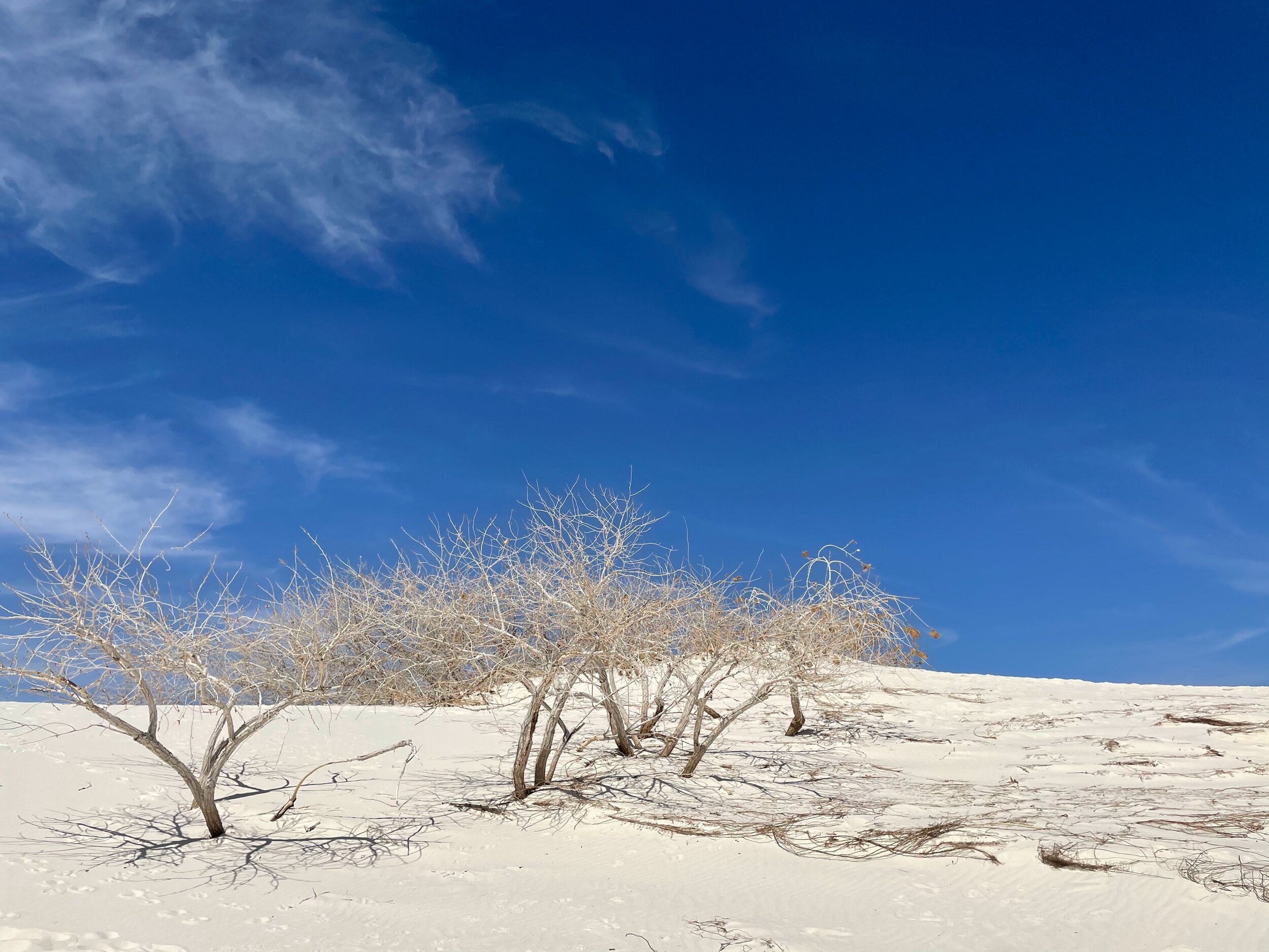 Dune Life Trail