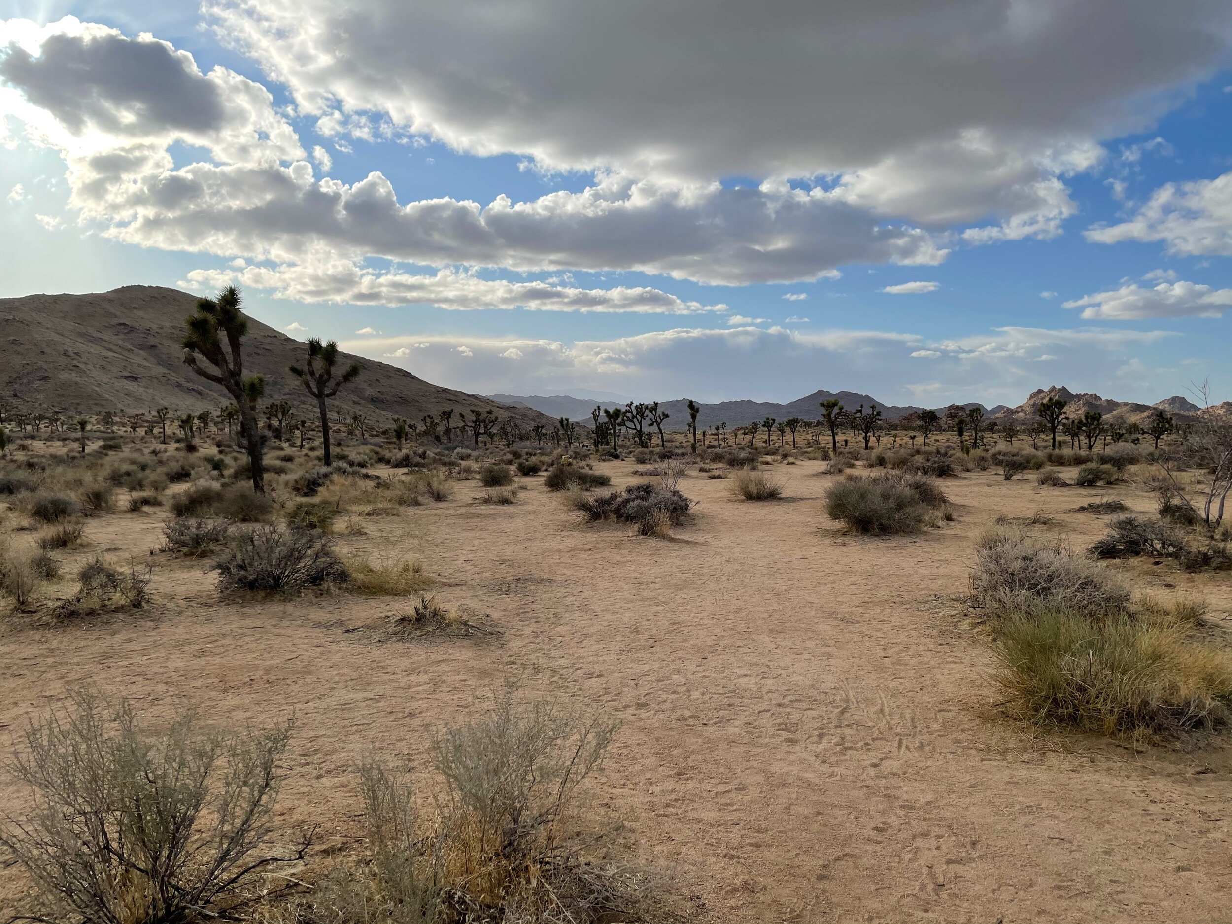 So many Joshua Trees at the northern part