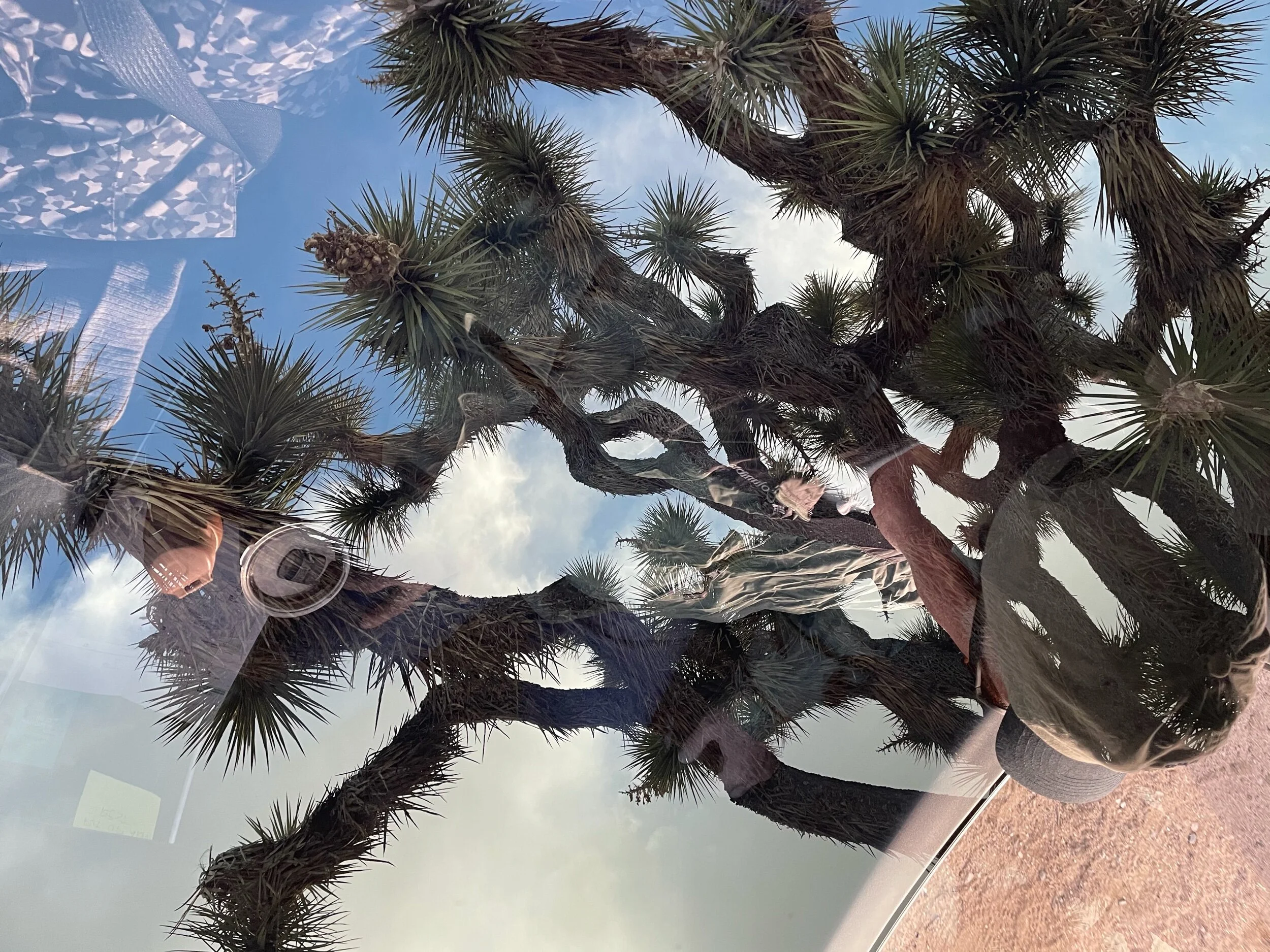 Stopped under a Joshua Tree