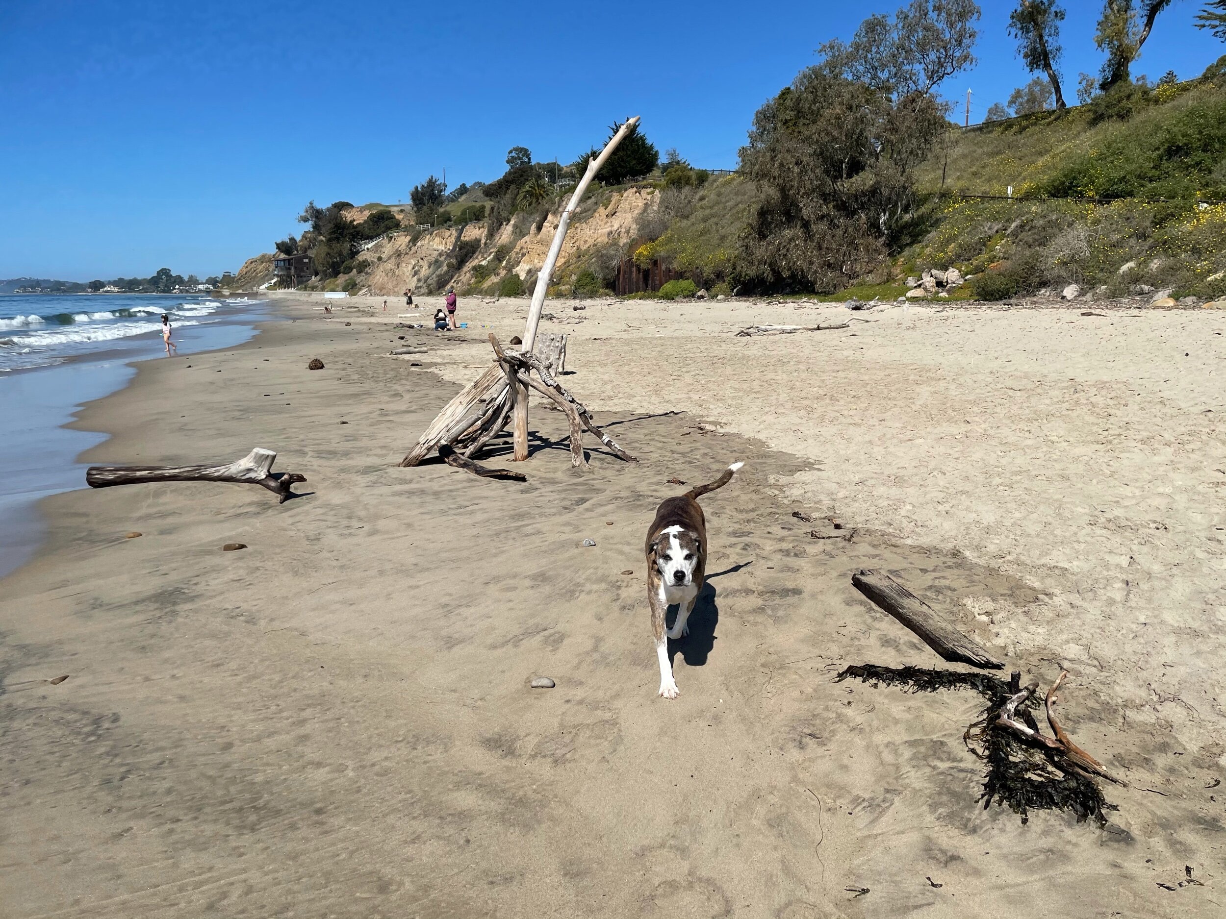 Tiko OFF-LEAD at the beach!