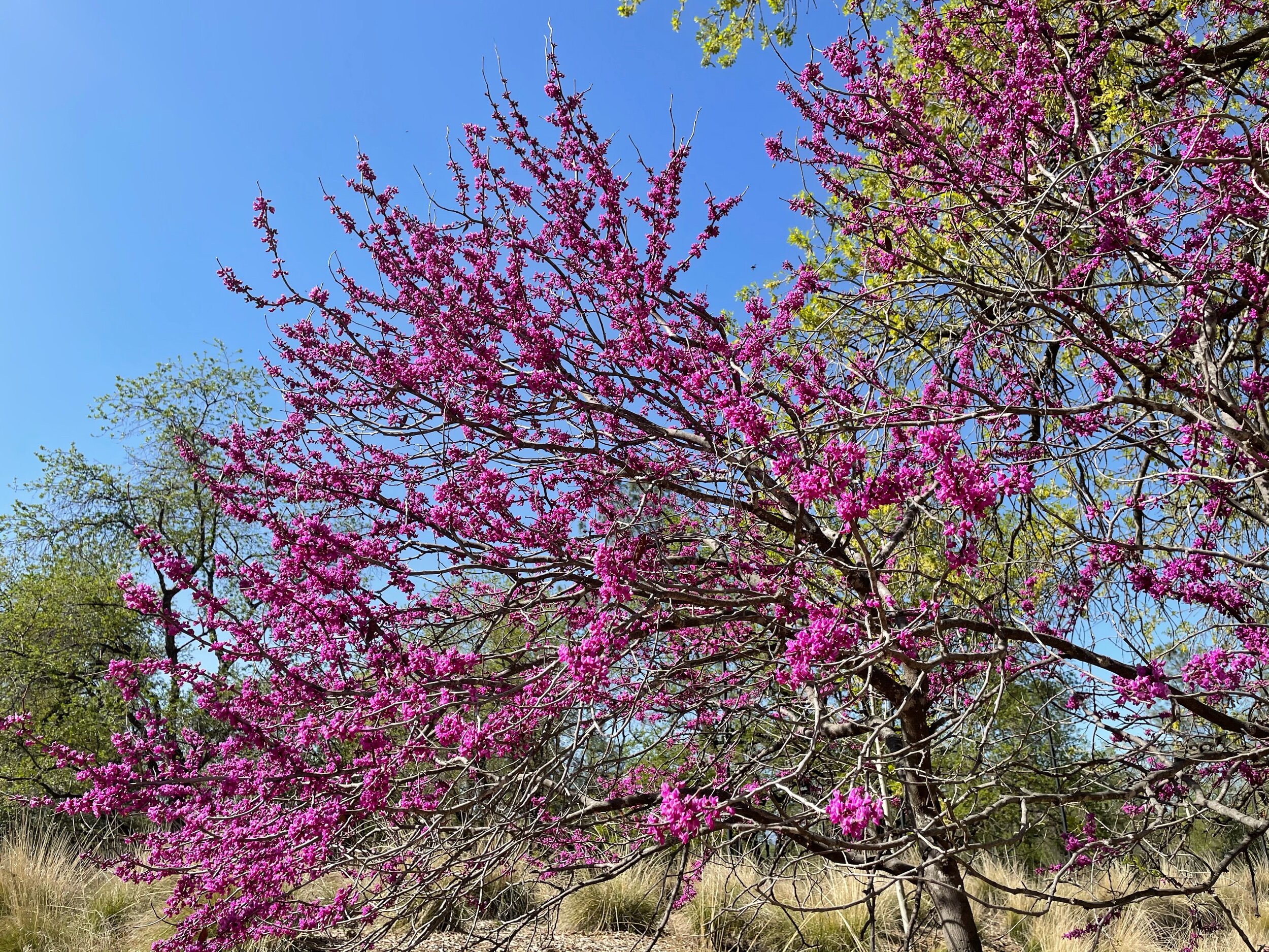 Redbuds blooming!
