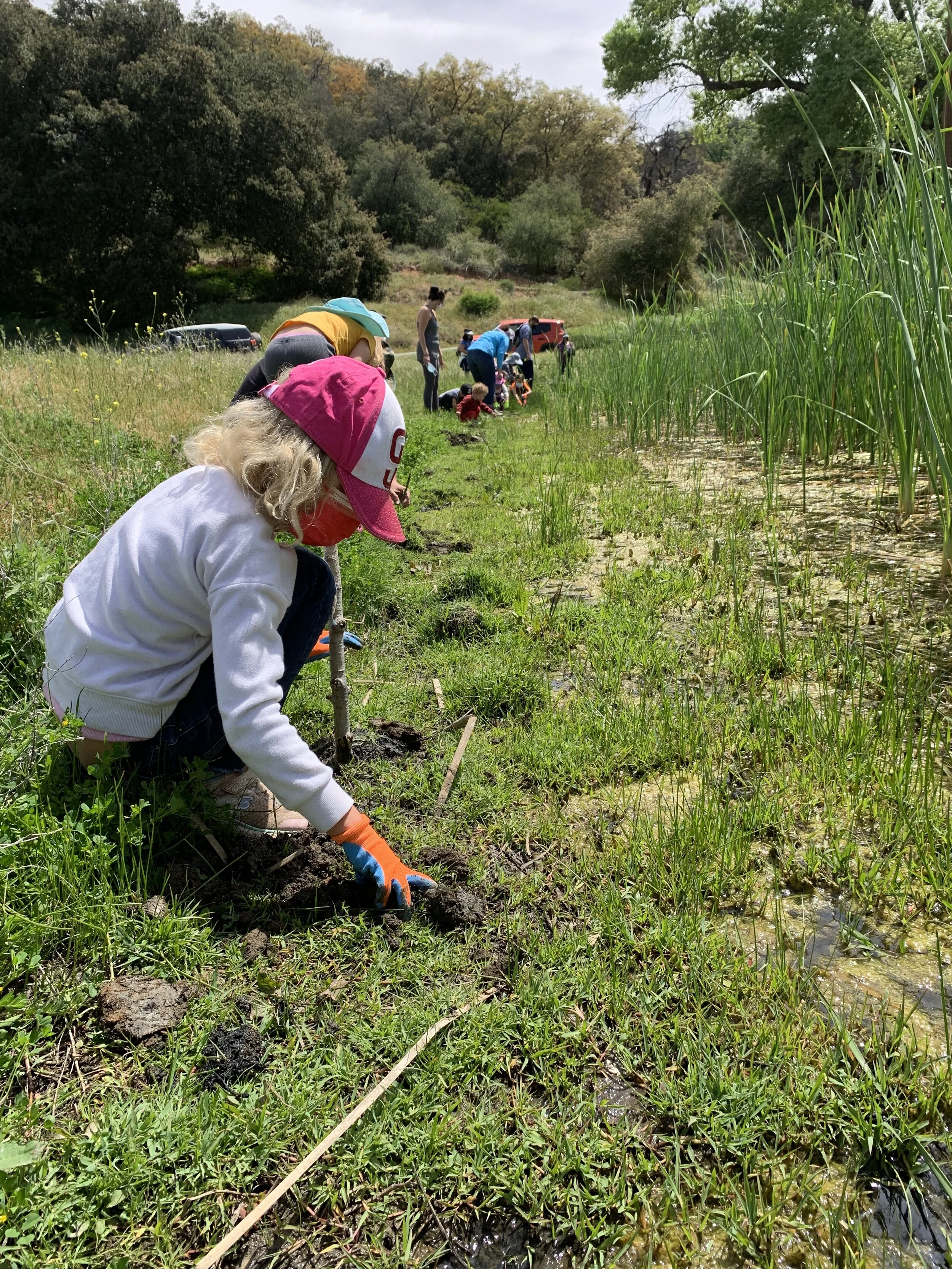 tree planting avery.JPG