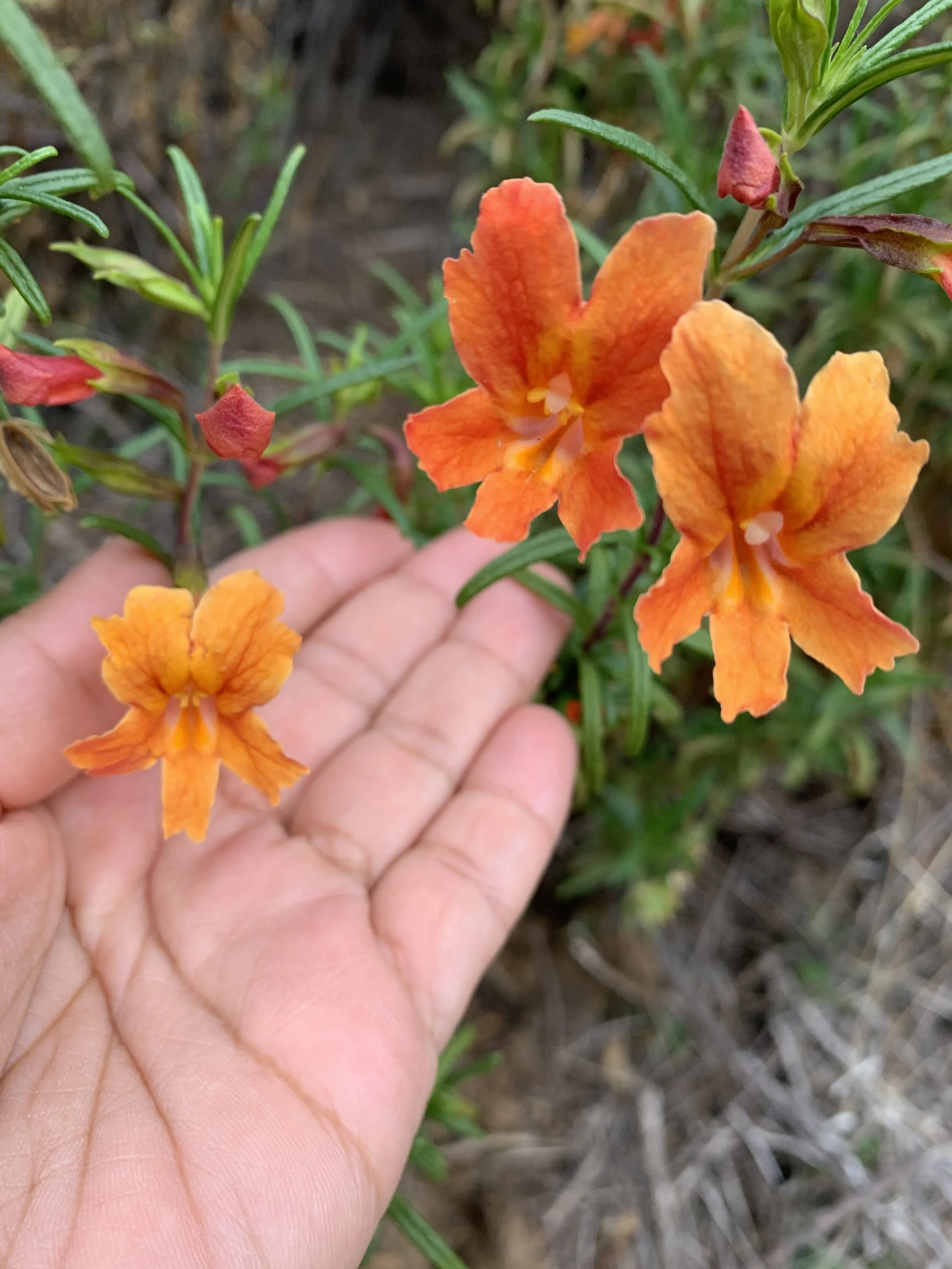 monkeyflower.jpeg