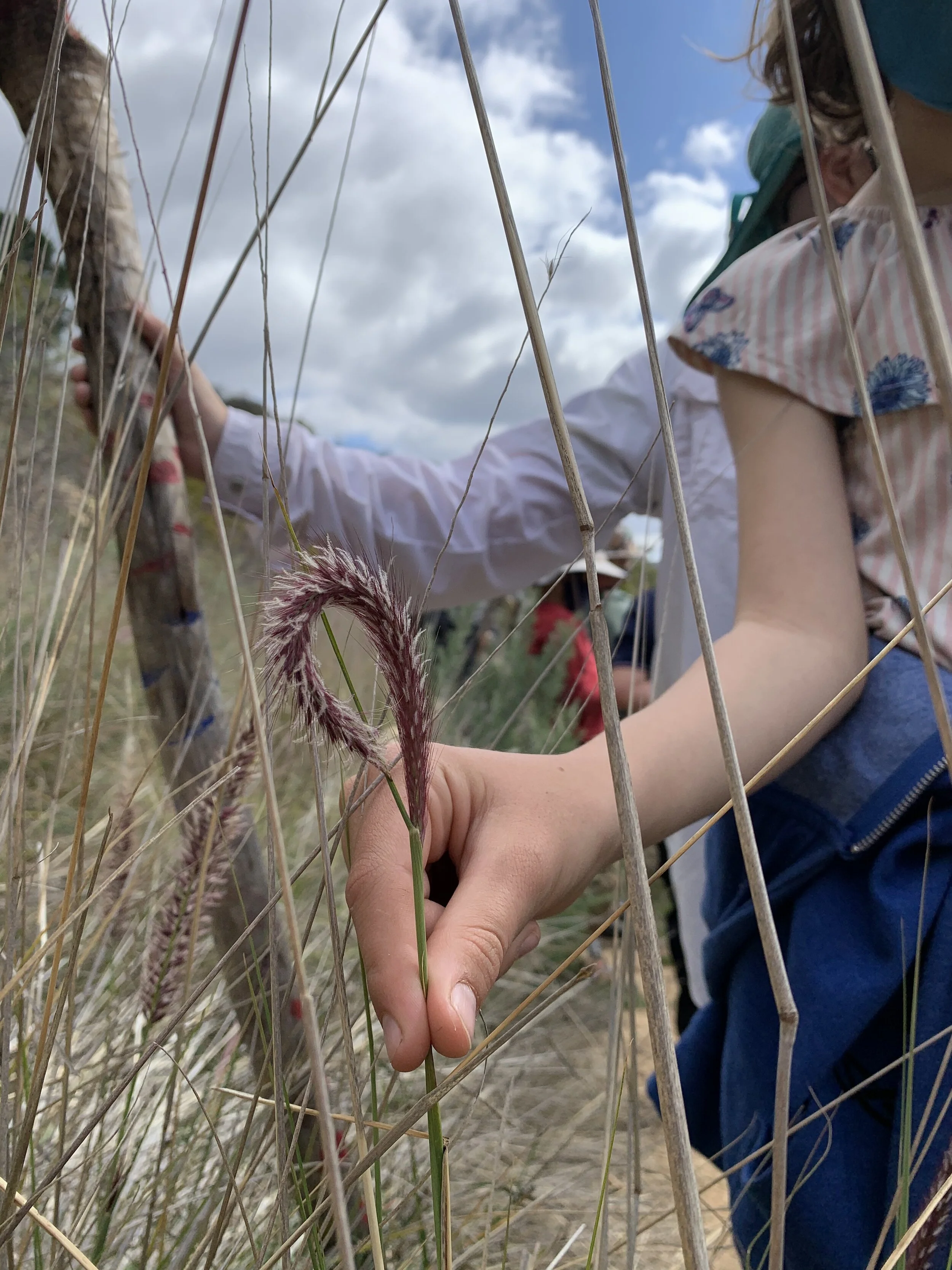 birdie bent grass.jpeg