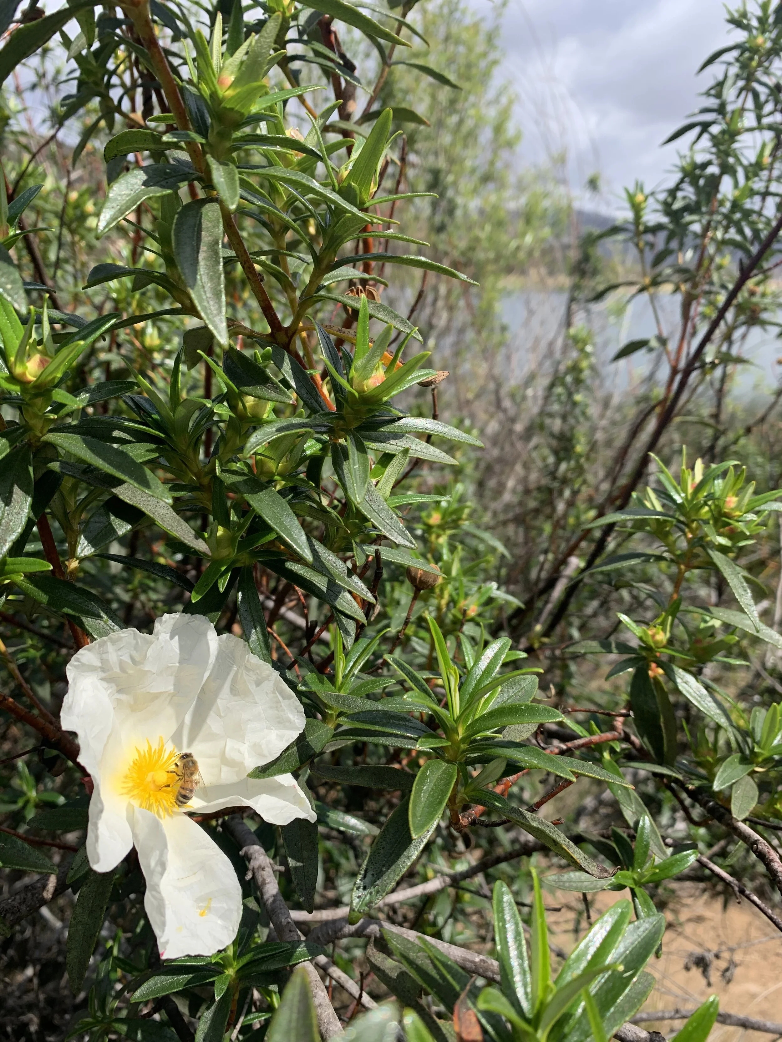 white flower bee.jpeg