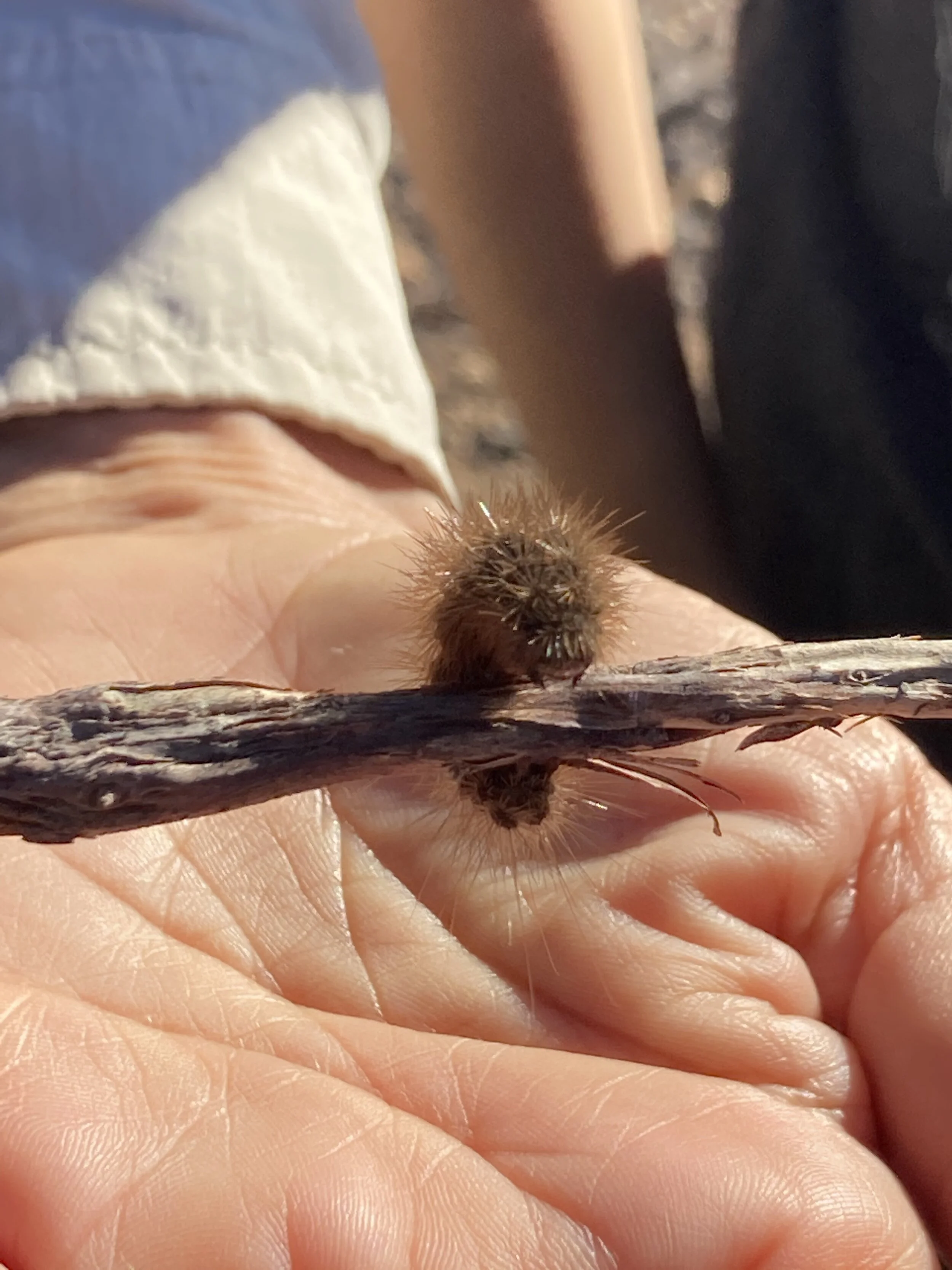 fuzzy caterpillar.JPEG