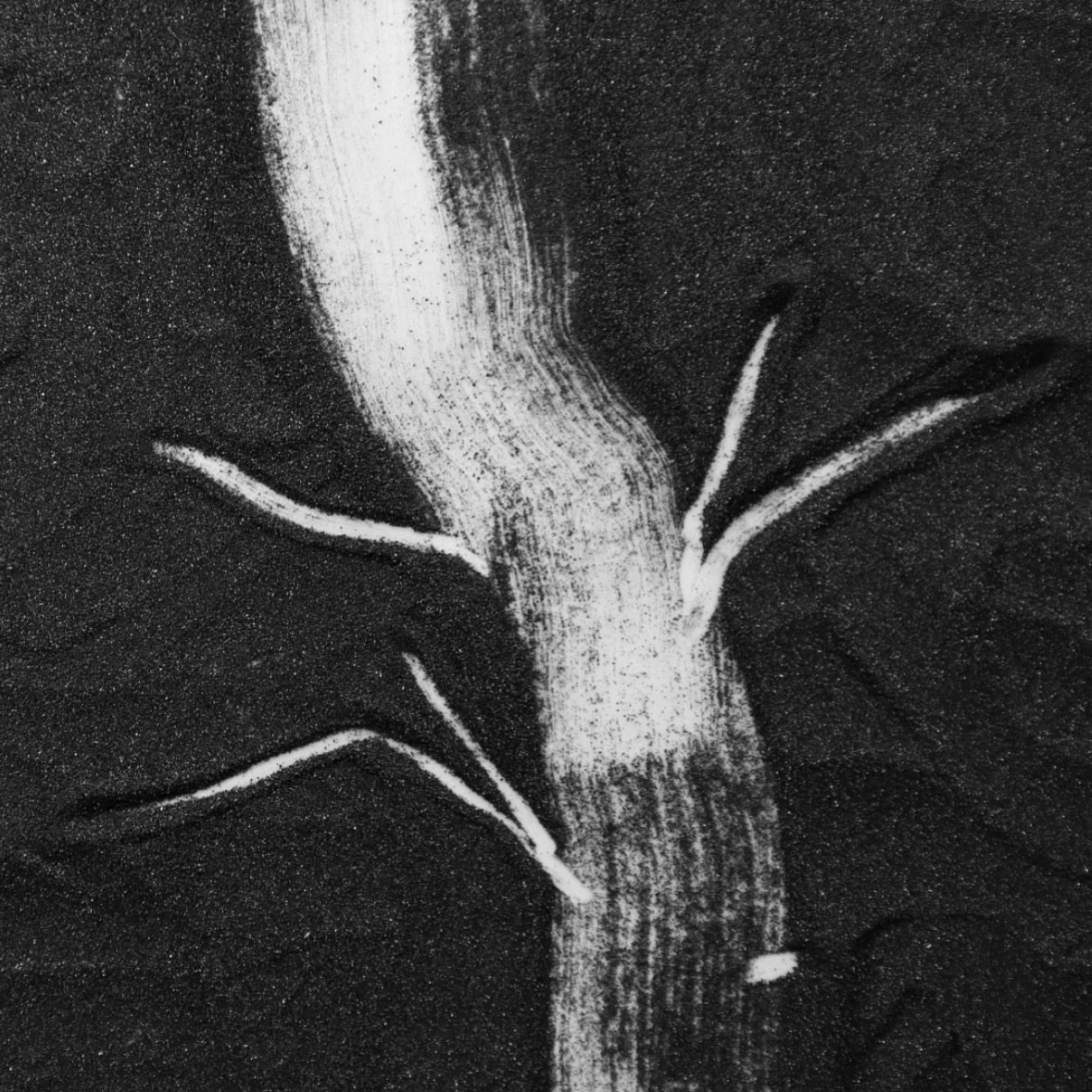 work in progress #bw #wip #booleep #anatomicalabstraction #anatomy #nature