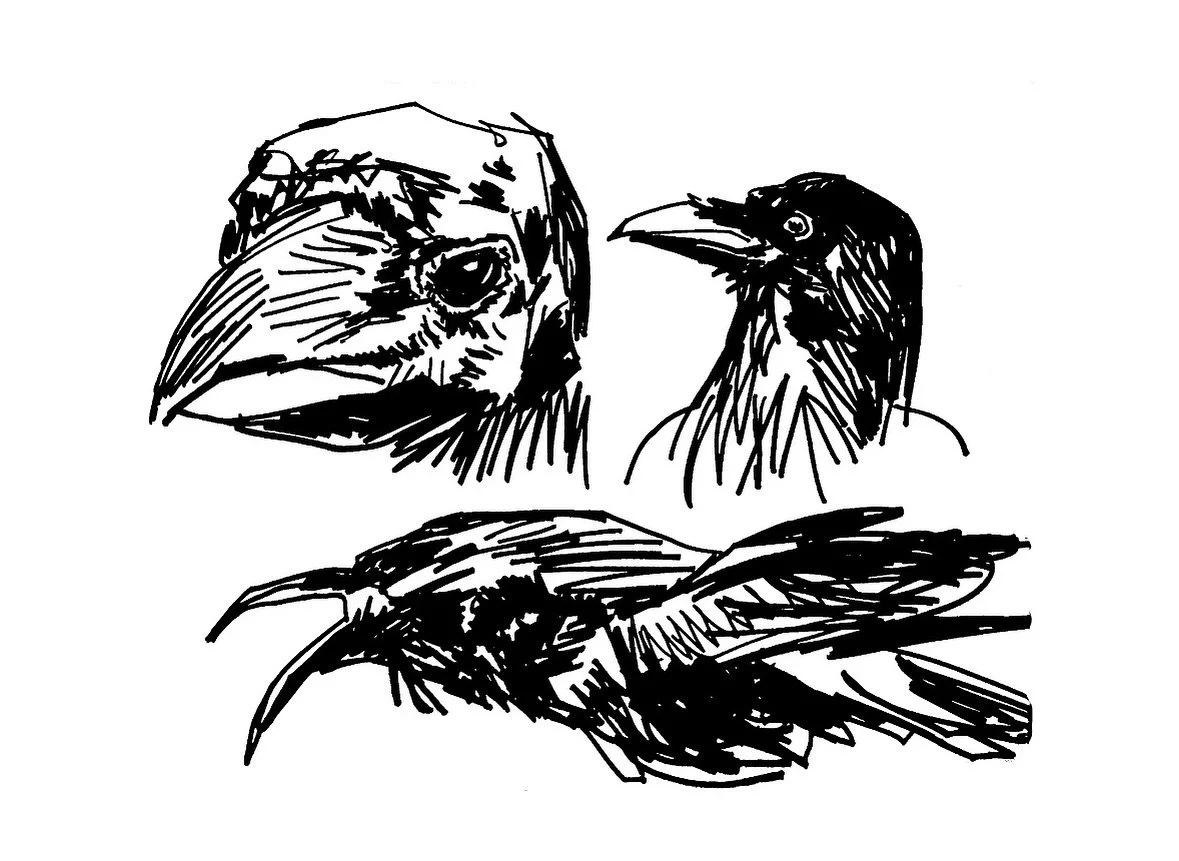 Sometimes sharpies are the right tool #tbt #bw #sharpielove #sharpie #blackcrow #blackbird #sketch #drawing #shortstory #character #quince