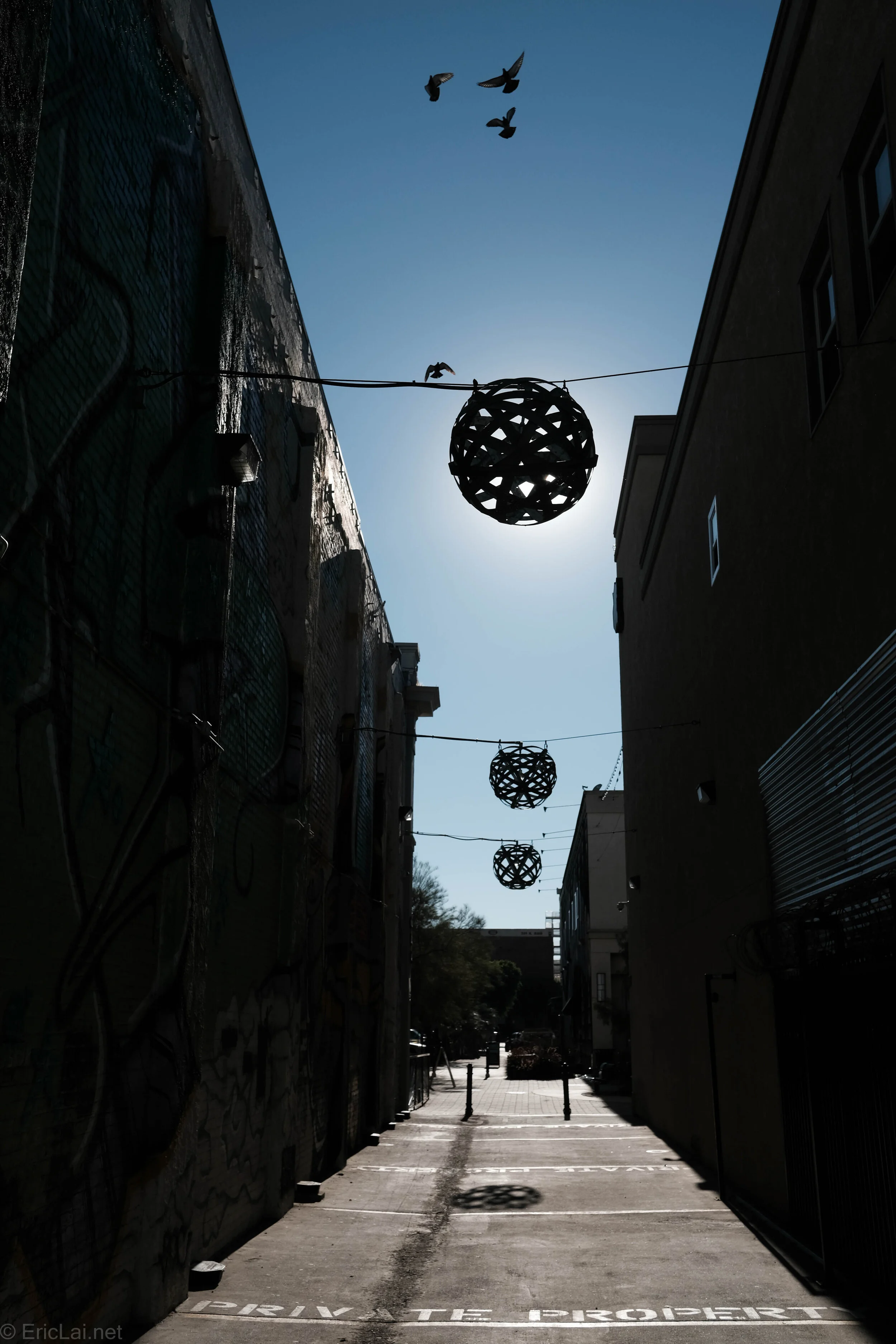 Birds in an Alleyway-0915.jpg