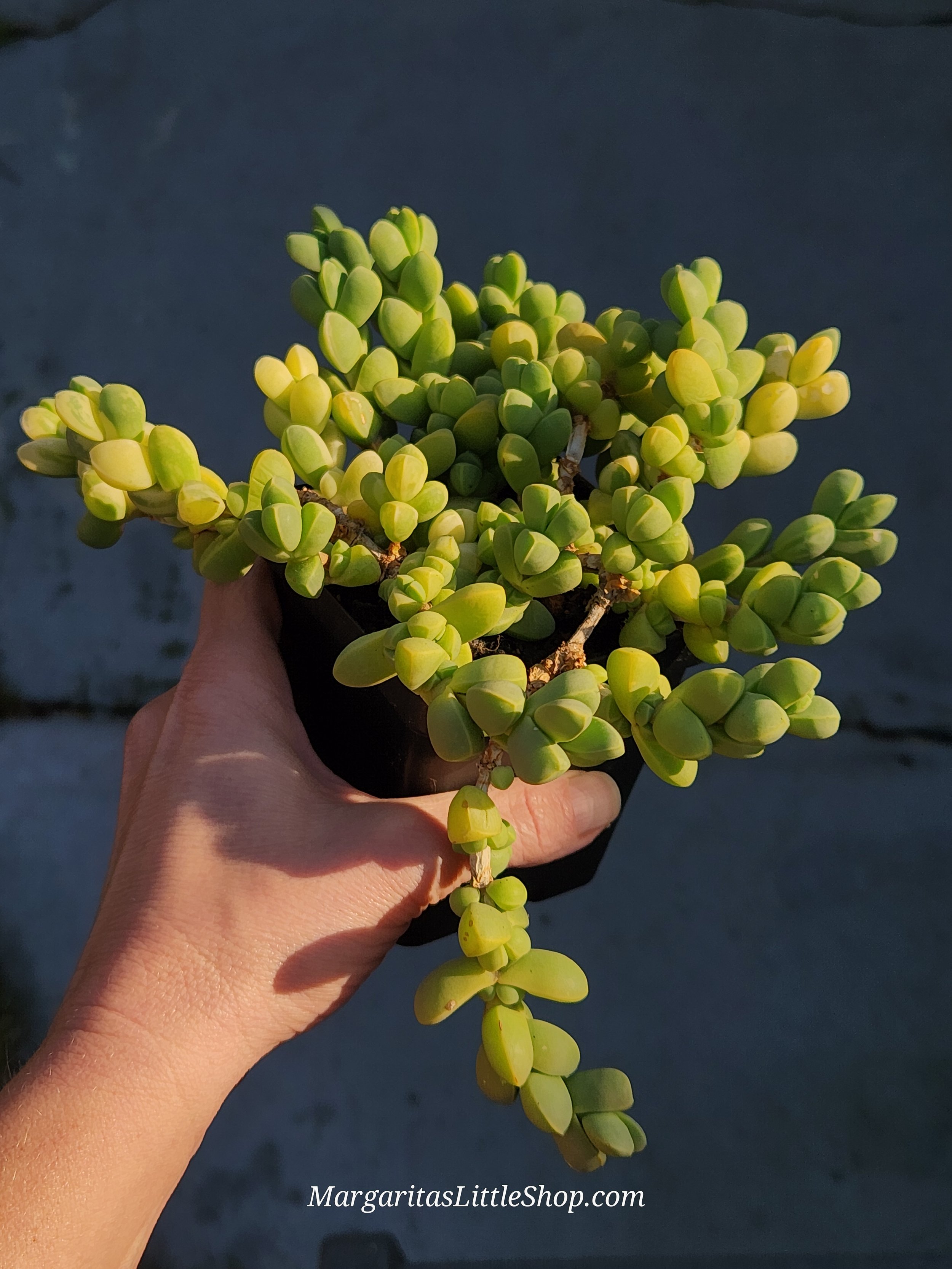 532-A3	Corpuscularia lehmannii f. variegata