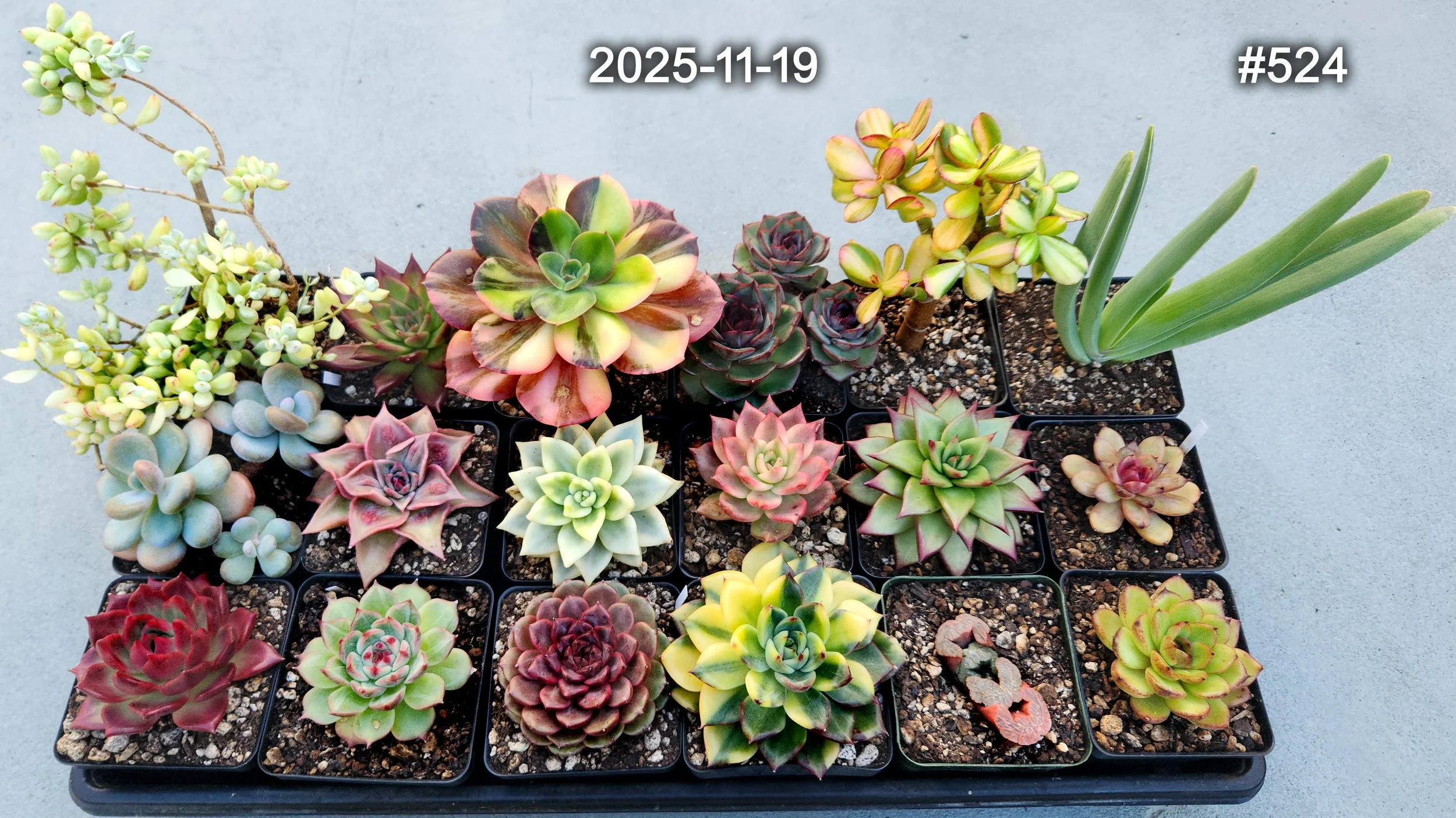 2025-11-19