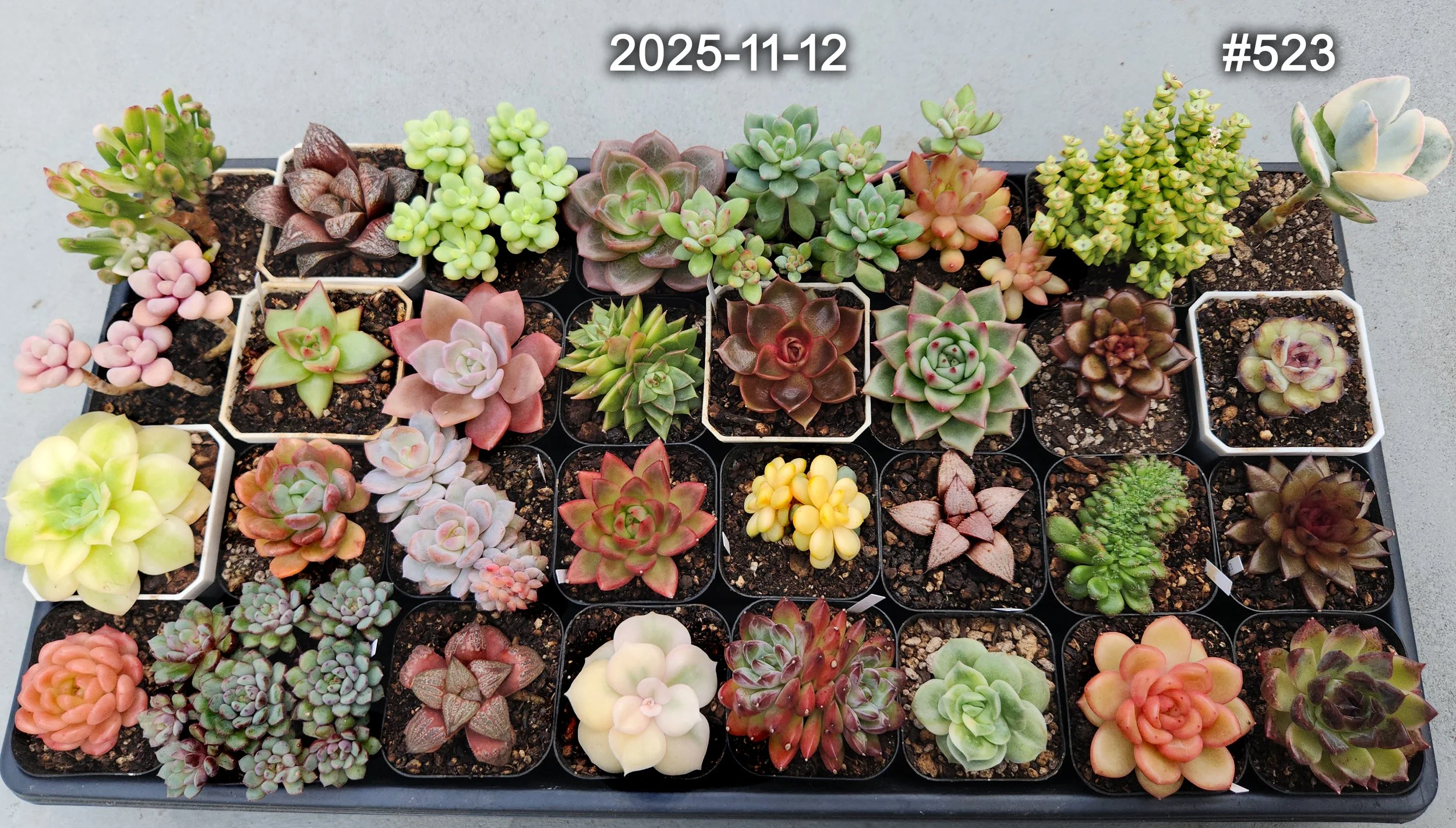 2025-11-12