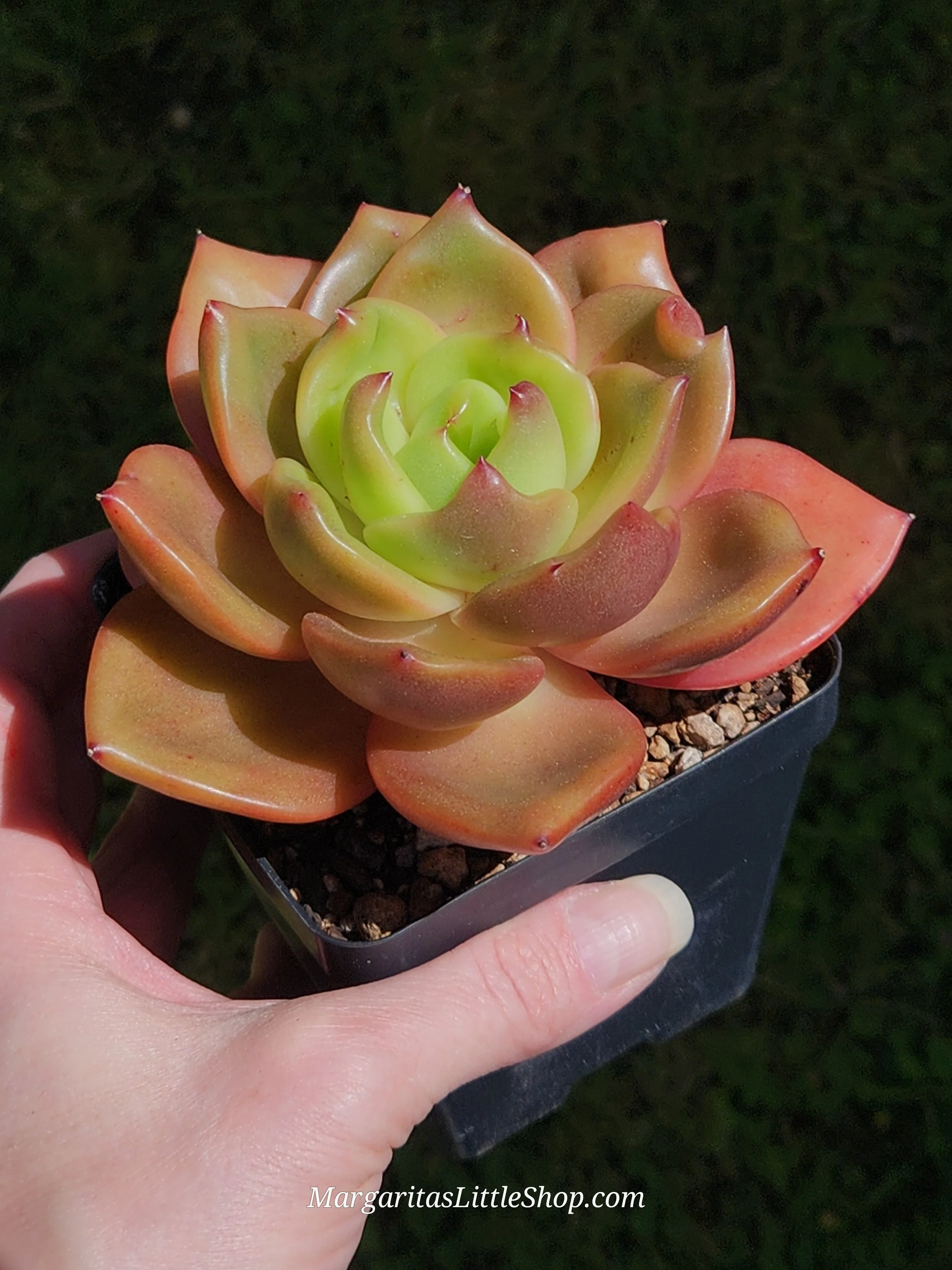 534-A6	Echeveria agavoides 'Ringo Star'