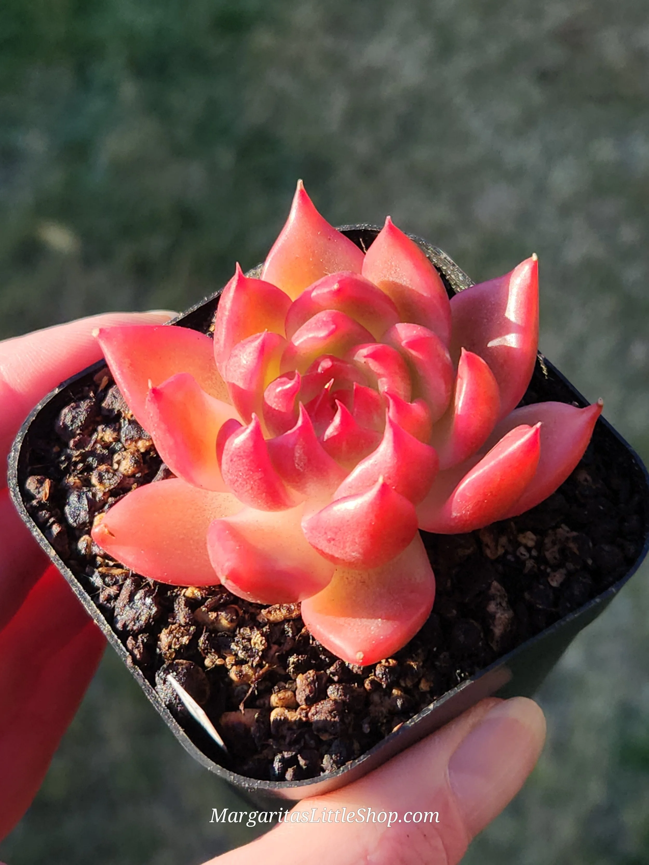 527-C6	Echeveria agavoides 'Garcia'
