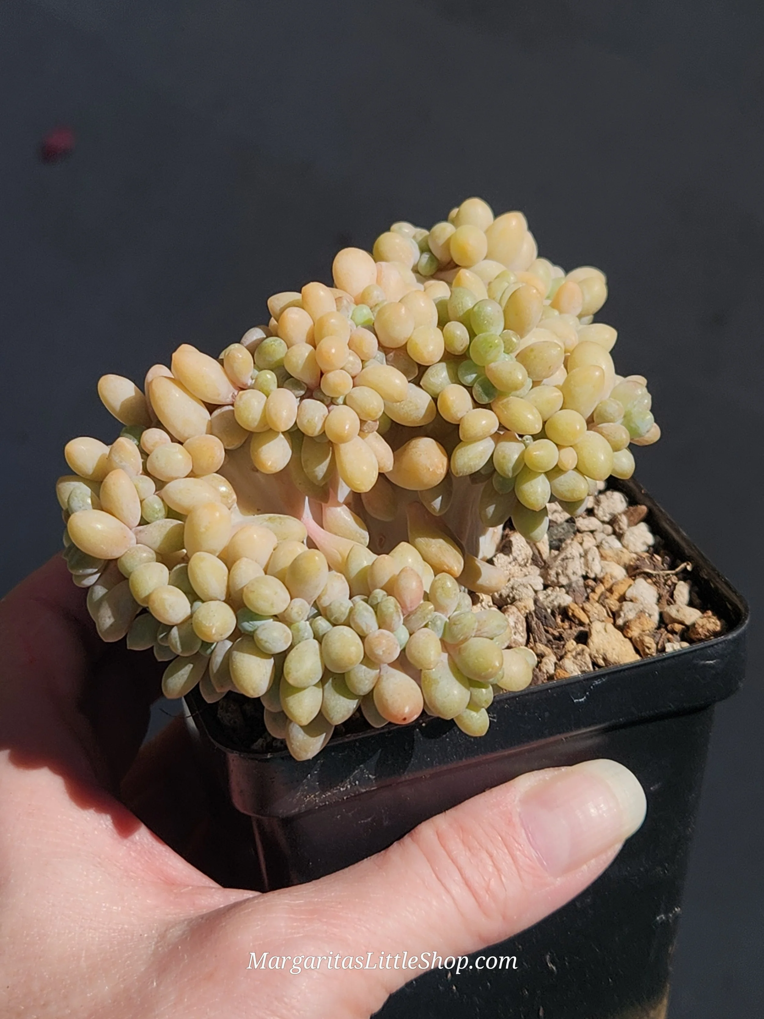 534-A5	Graptoveria 'Margaret Rose' f. cristata