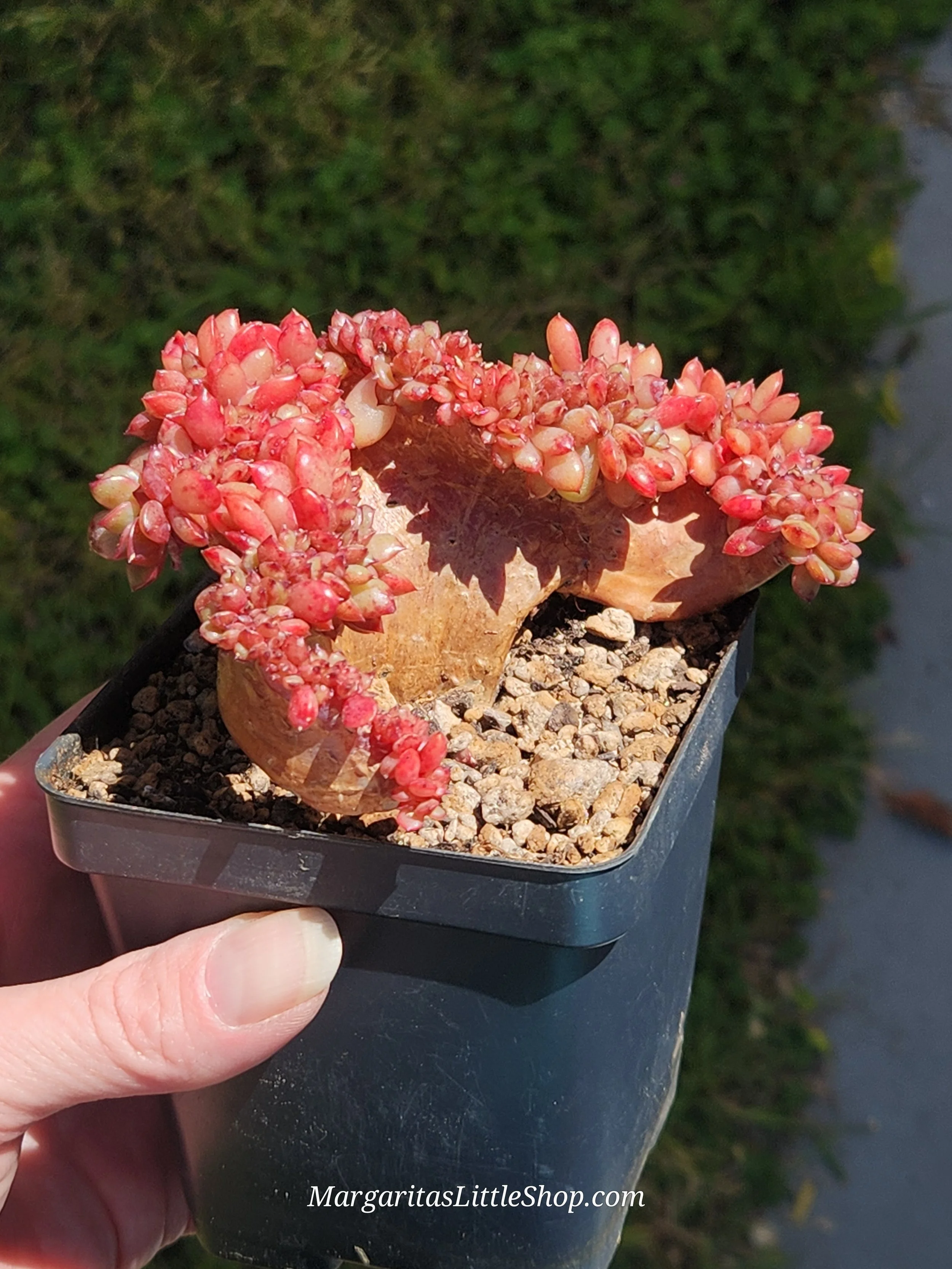 534-B1	Echeveria 'Salu' f. cristata