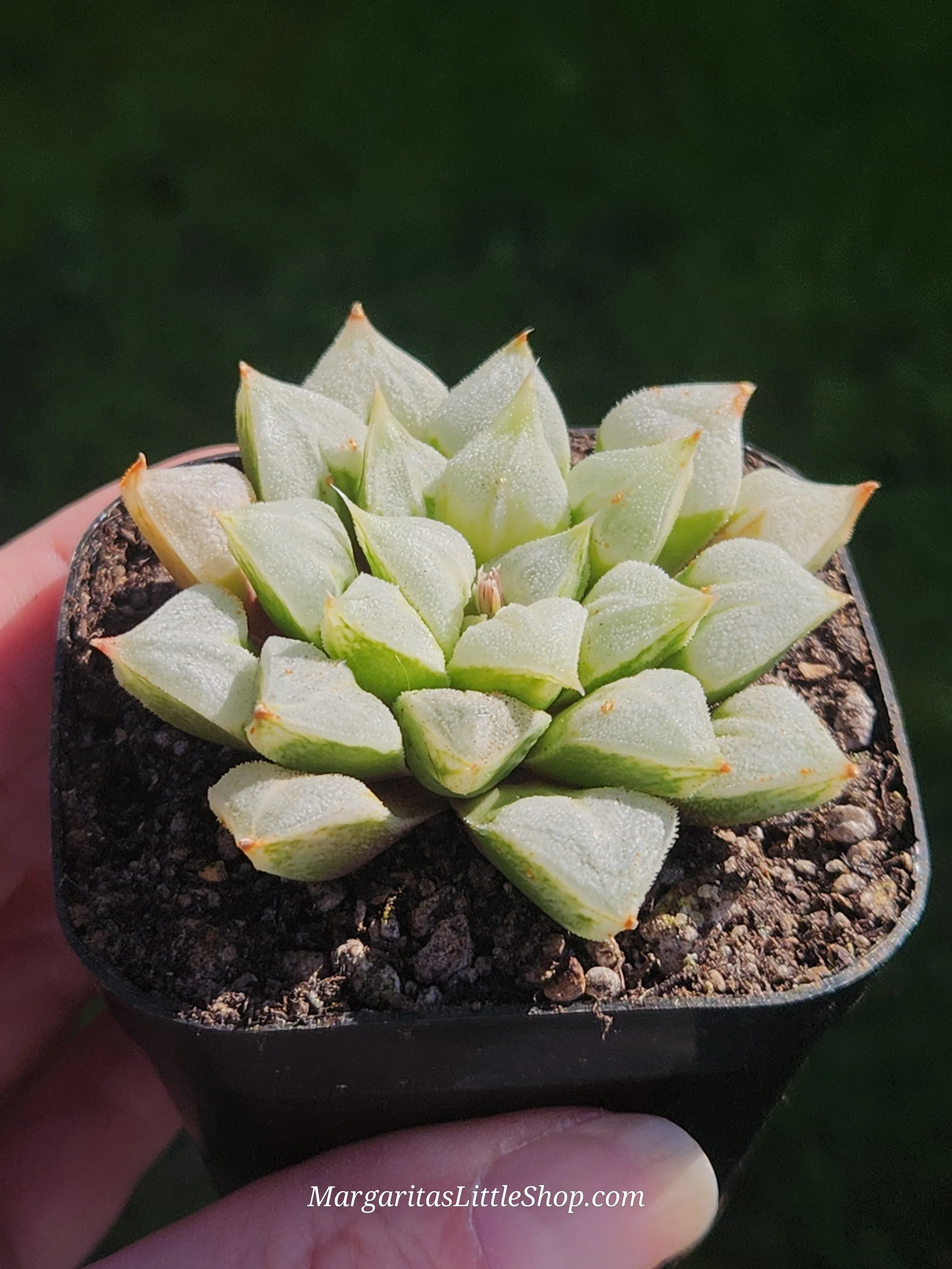 533-D6	Haworthia 'Love Heart'
