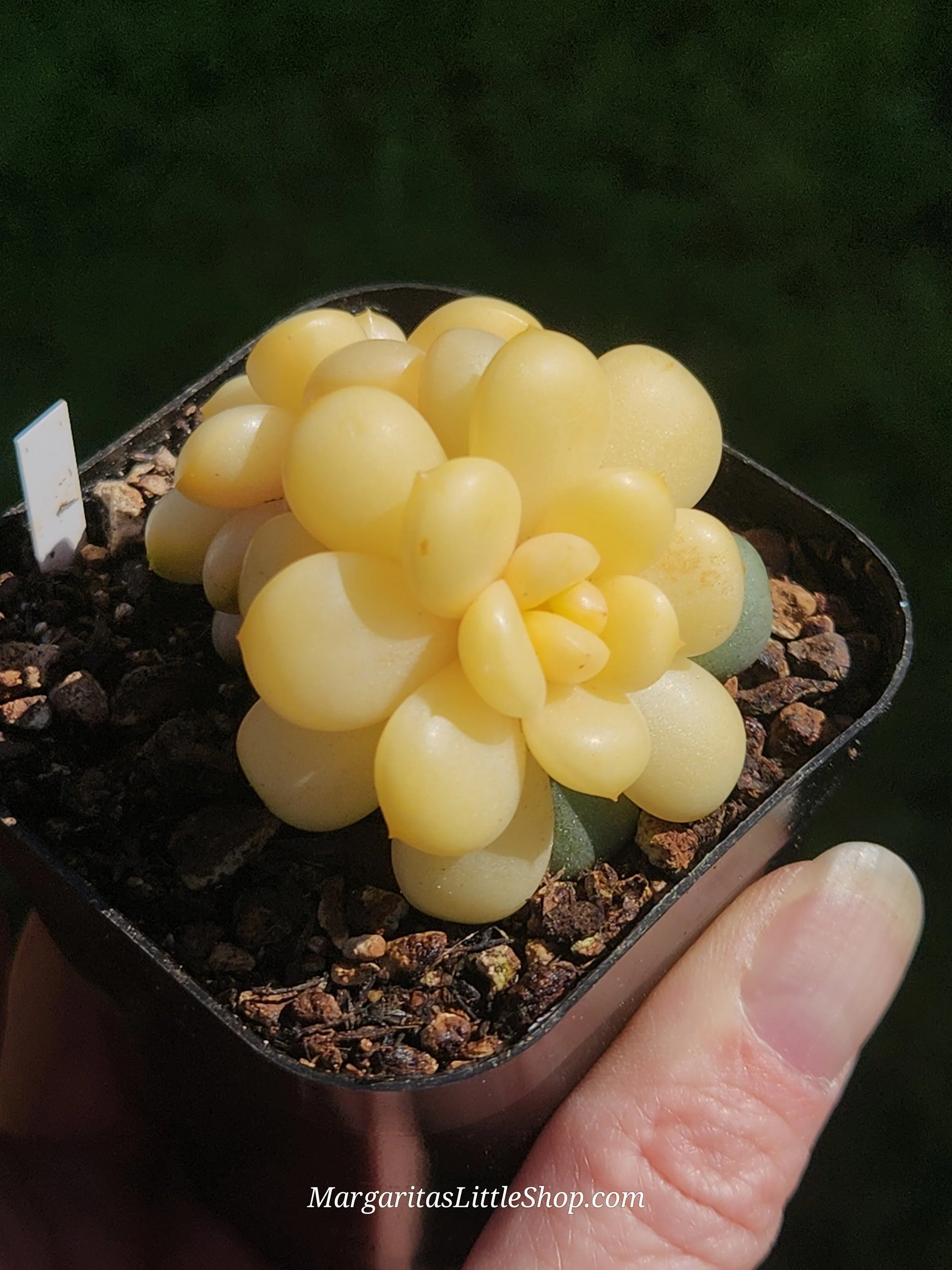 533-D4	Graptoveria 'Amethorum' f. variegata