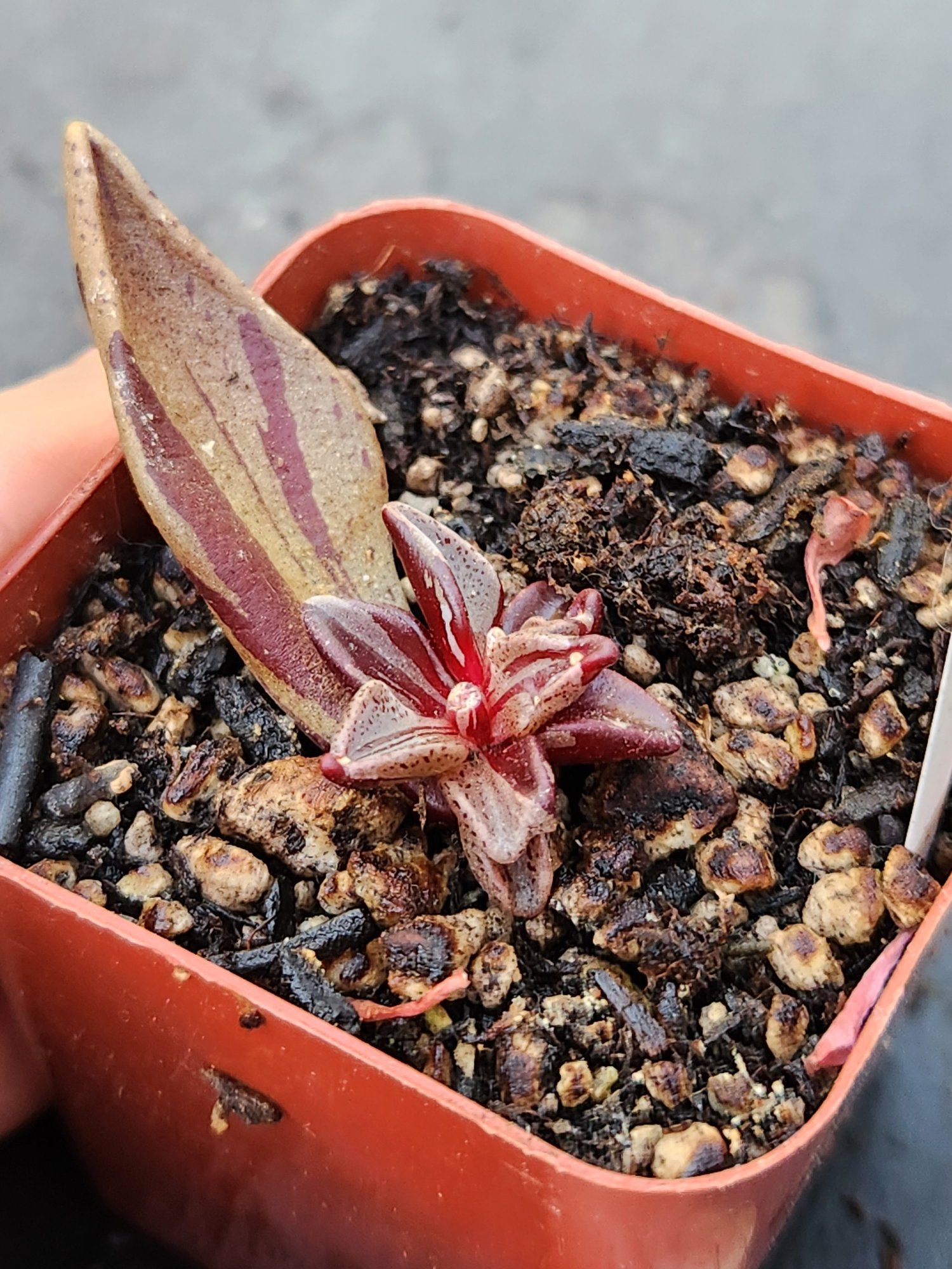 314-D9 (SOLD) Lenophyllum guttatum f. variegata  Margarita's Little Shop