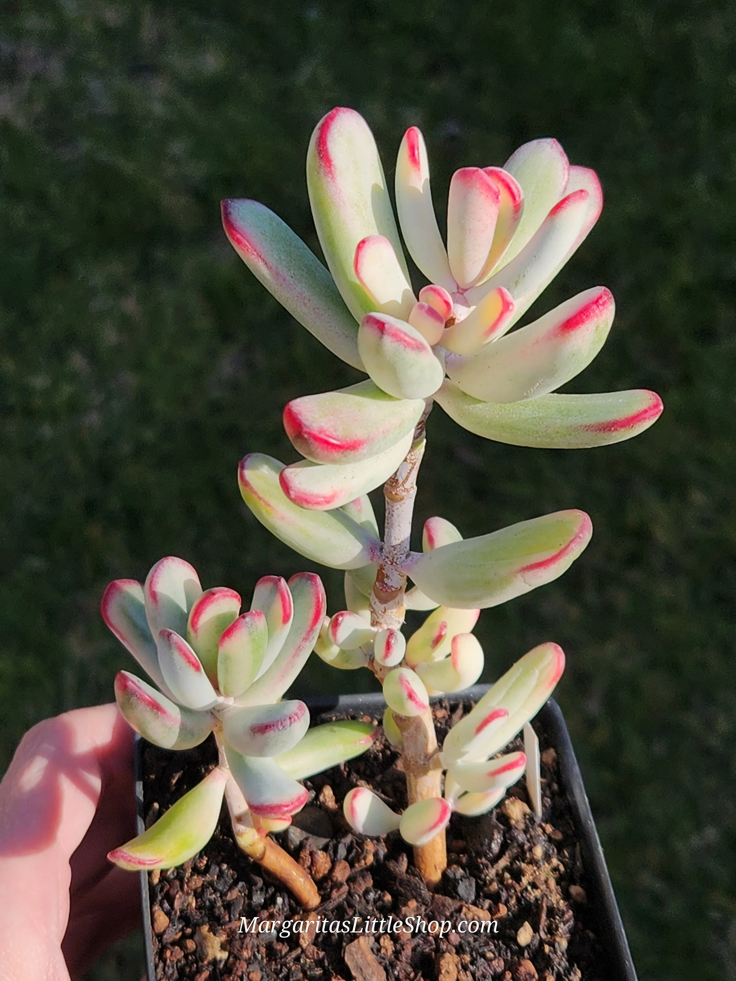 532-A1	Cotyledon orbiculata var. flanaganii f. variegata