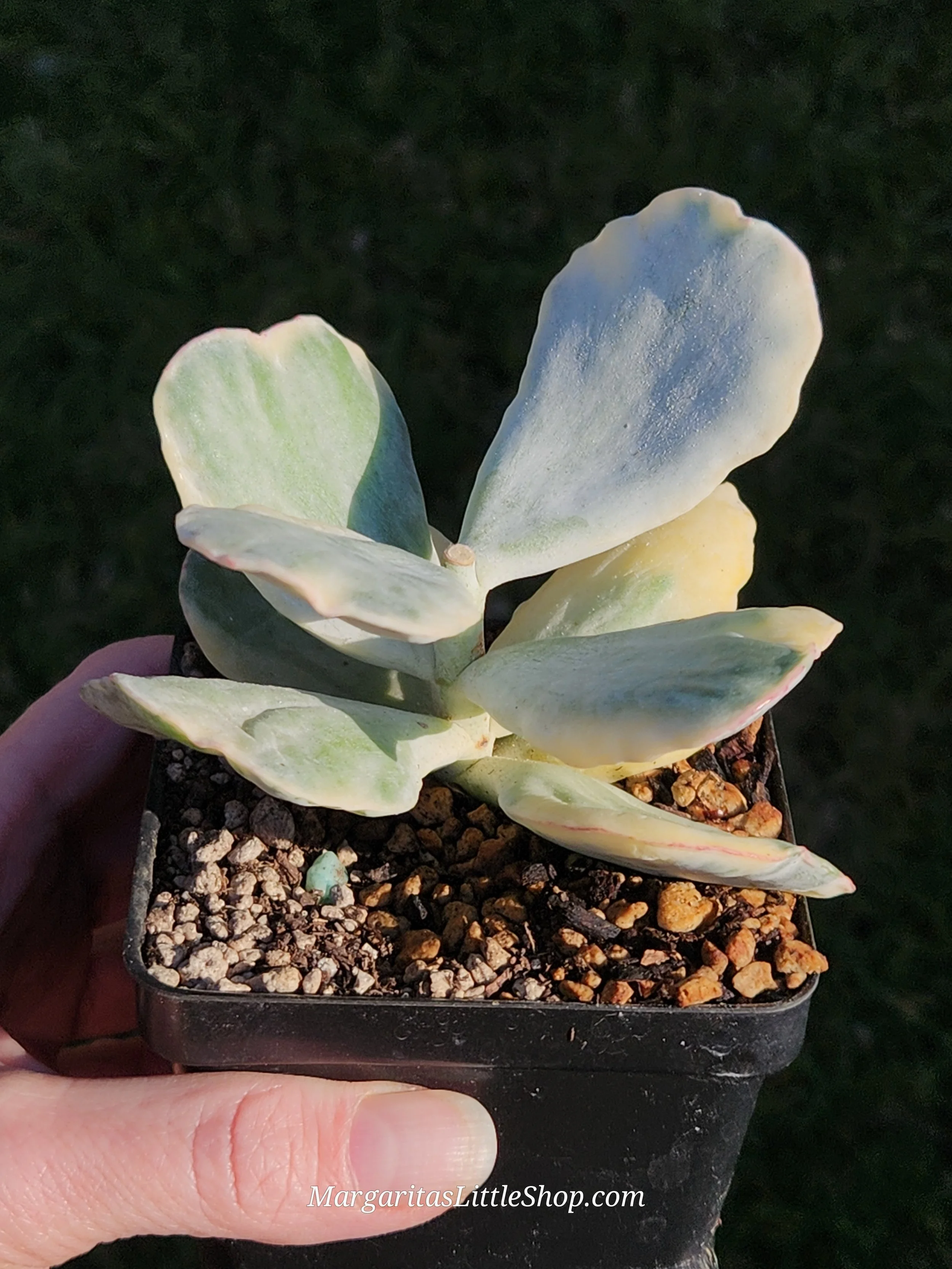 532-A5	Cotyledon undulata f. variegata