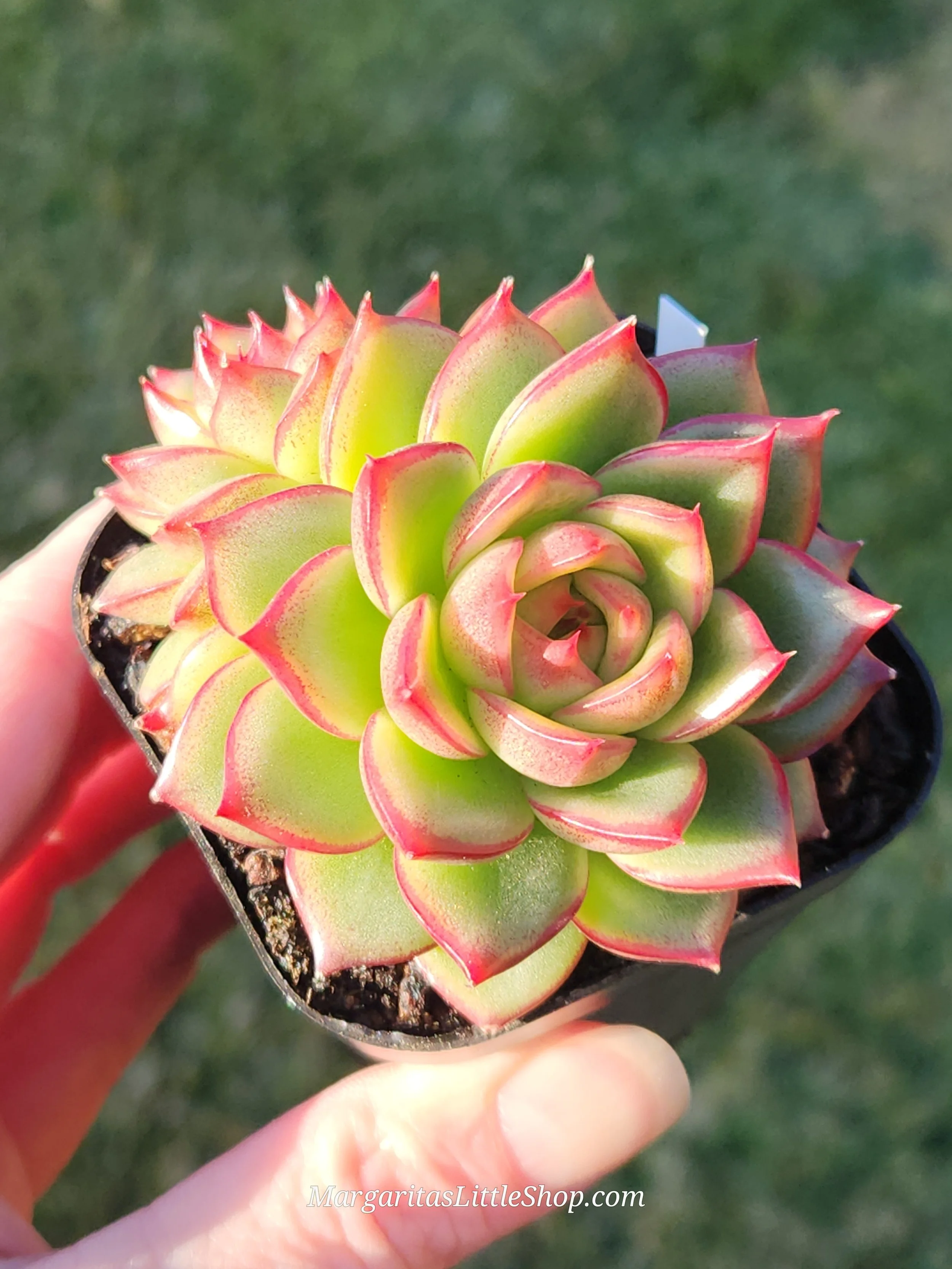 527-A7	Echeveria agavoides 'Red Corn'