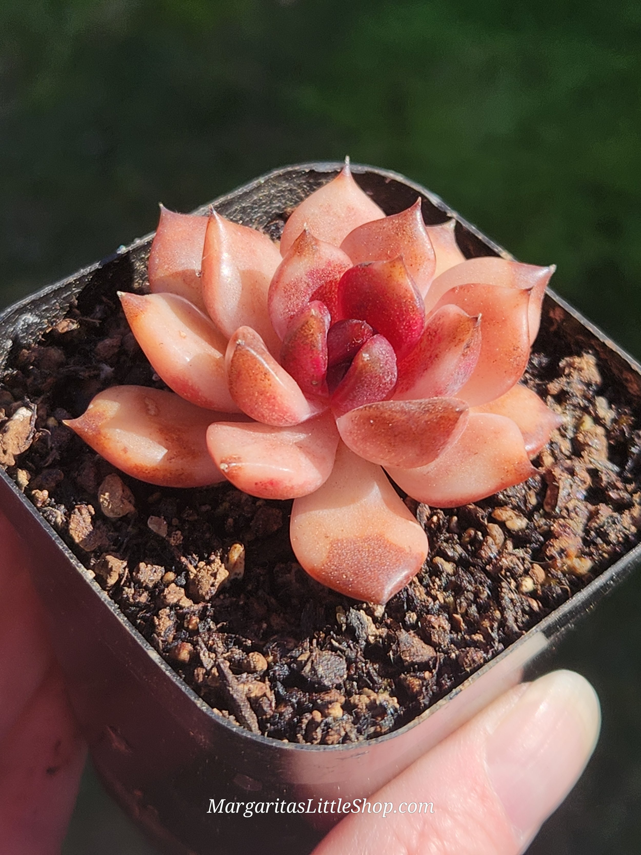 533-D7	Echeveria 'Dark Chocolate'