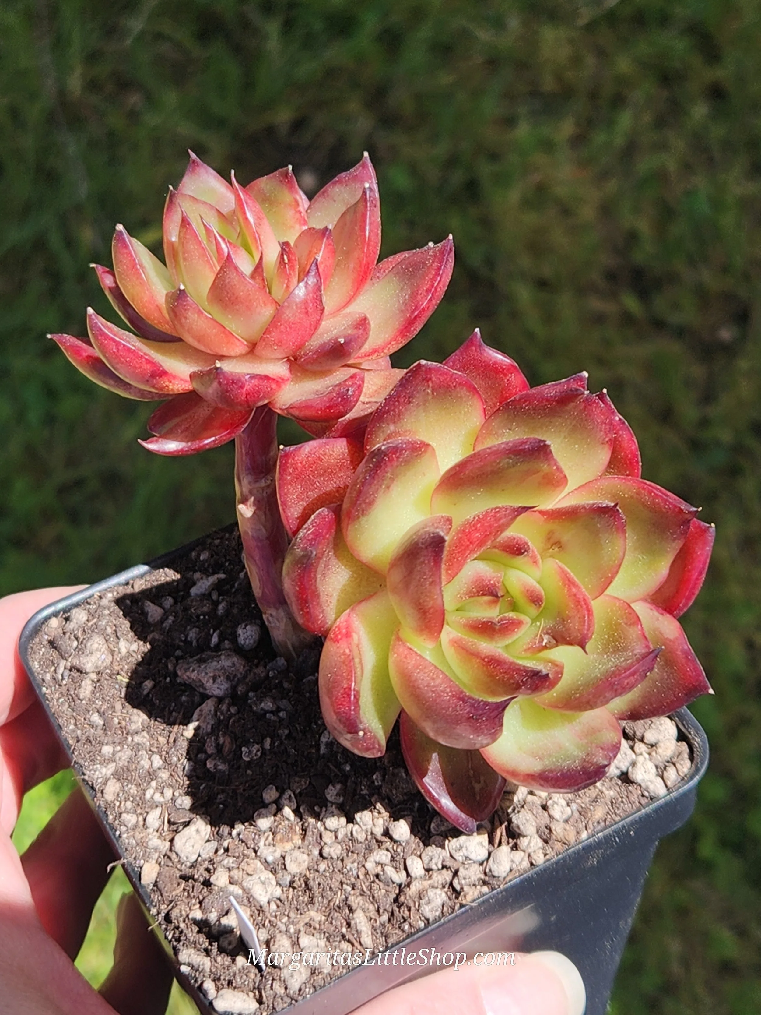 534-A4	Echeveria agavoides 'Signature' f. variegata
