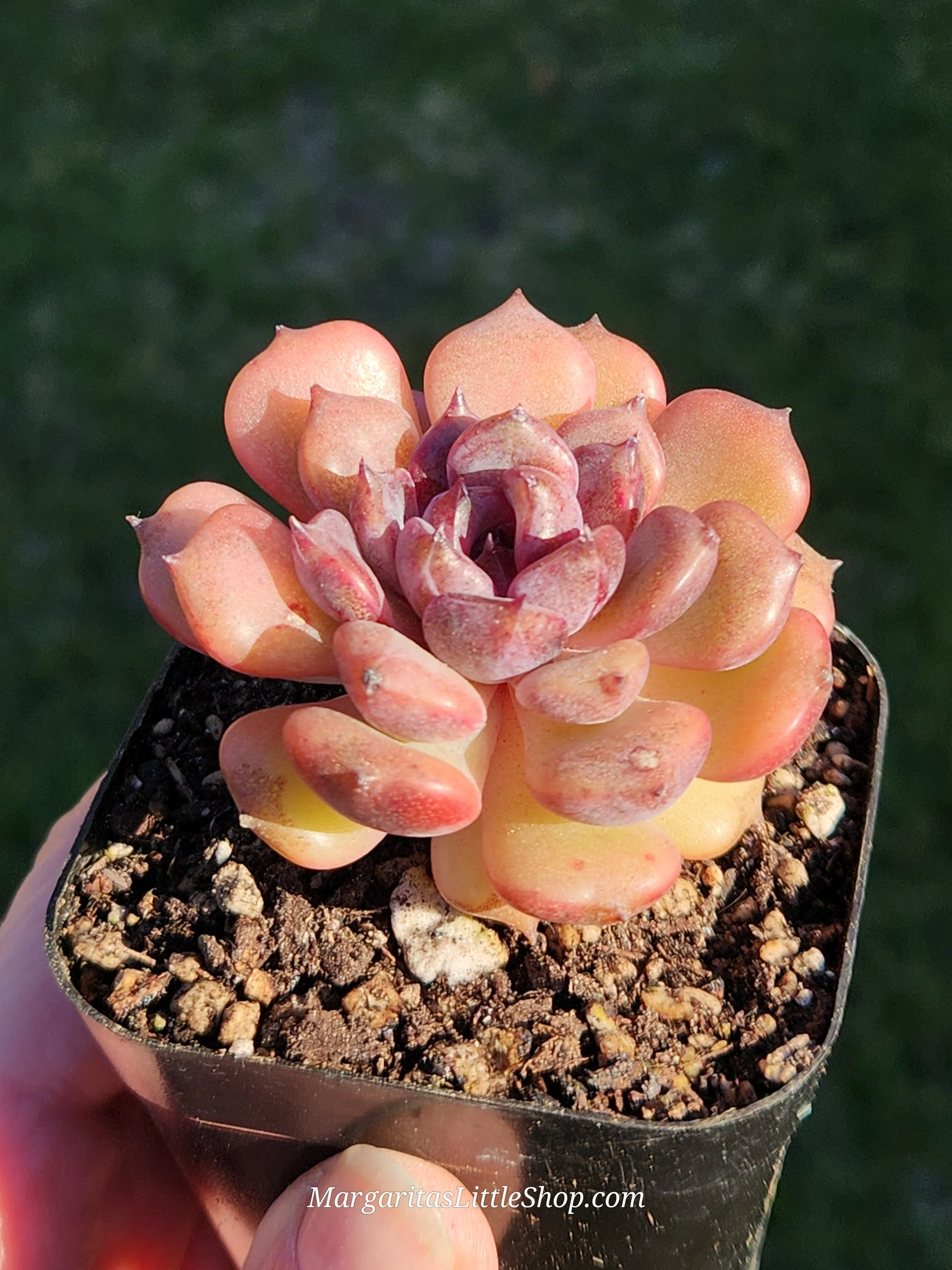 531-C8	Echeveria 'Black Queen'