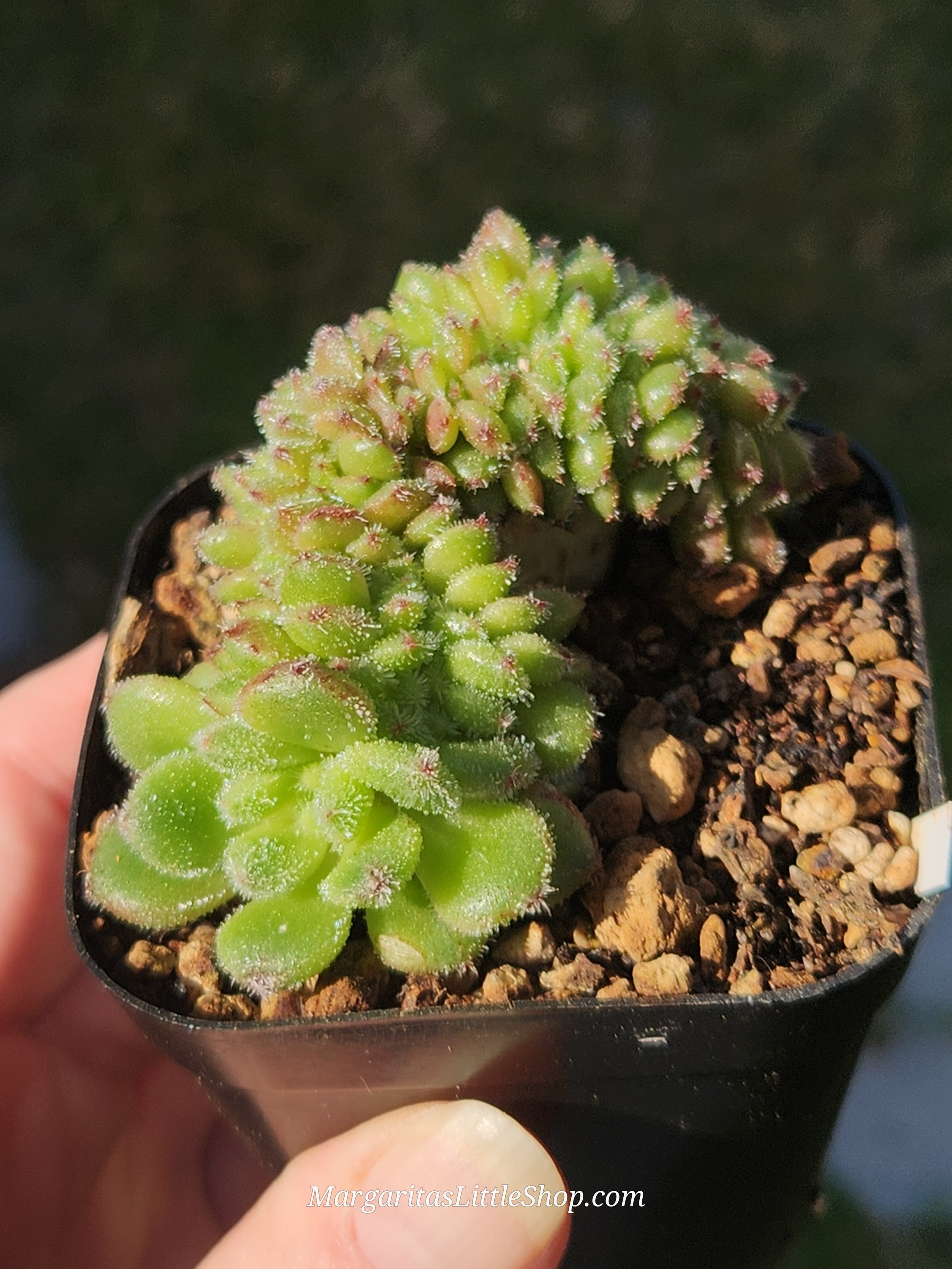 533-C5	Echeveria 'Carol' f. cristata