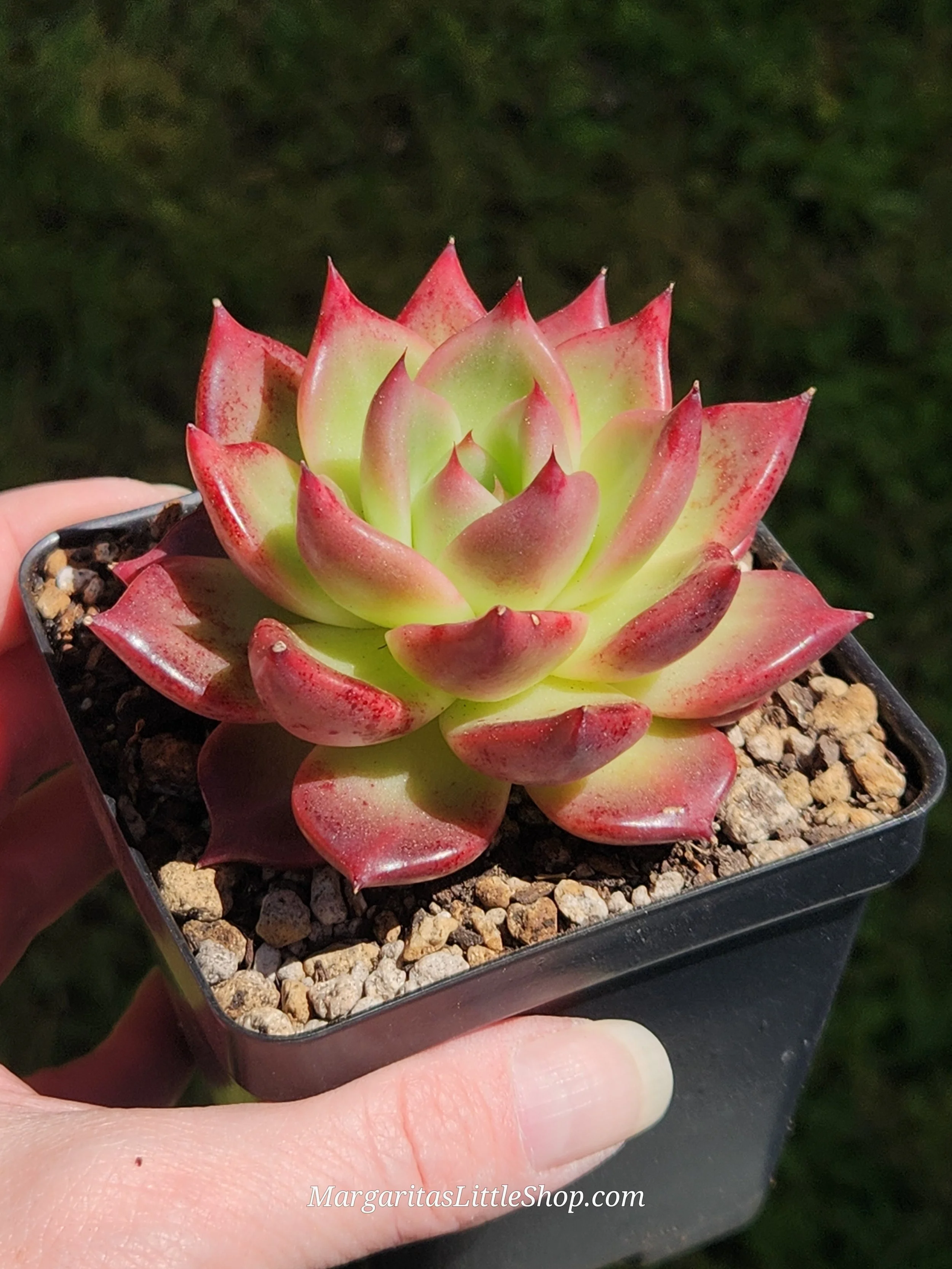 534-B5	Echeveria agavoides 'Lancome'
