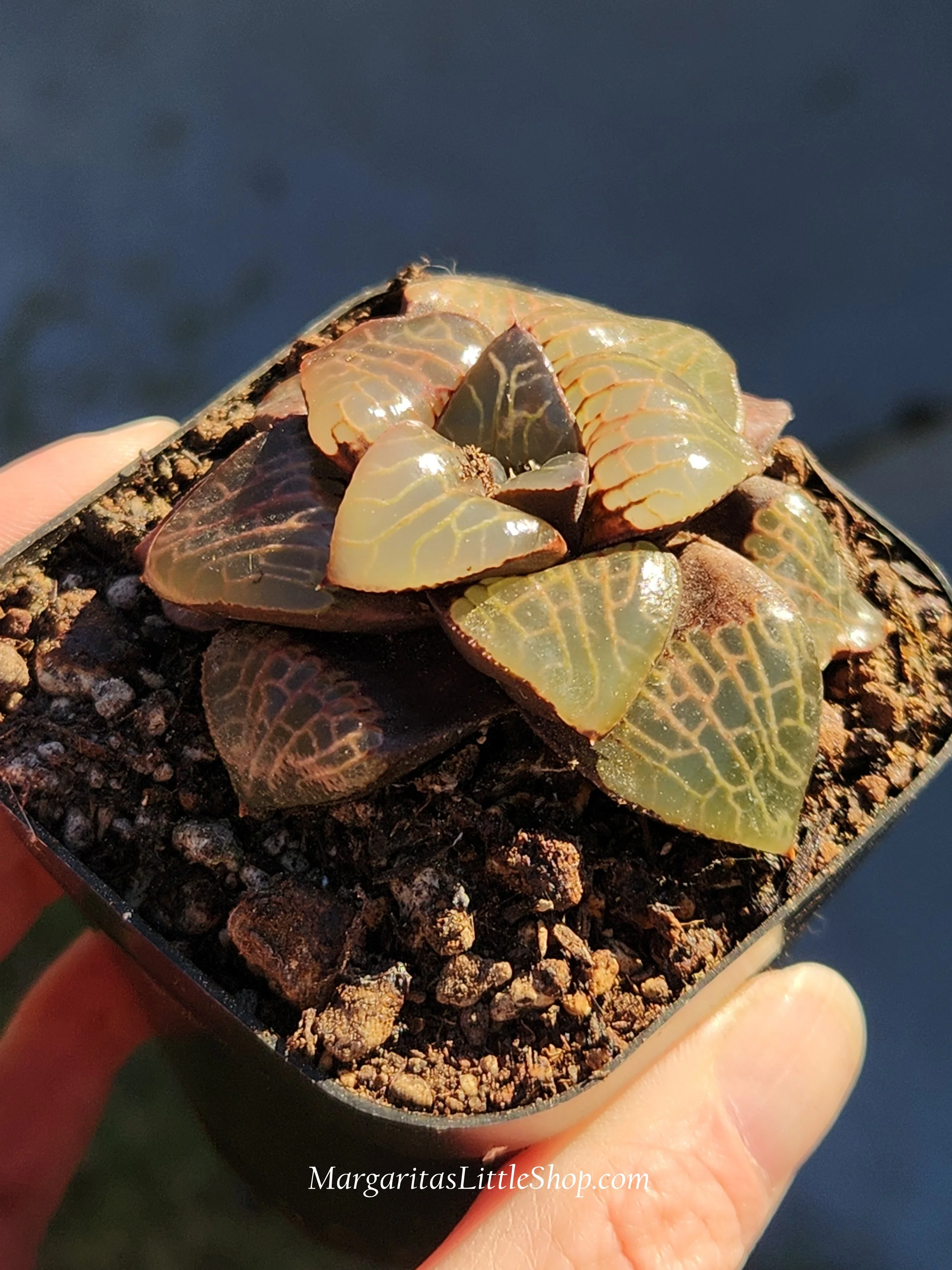 531-B2	Haworthia emelyae var. comptoniana