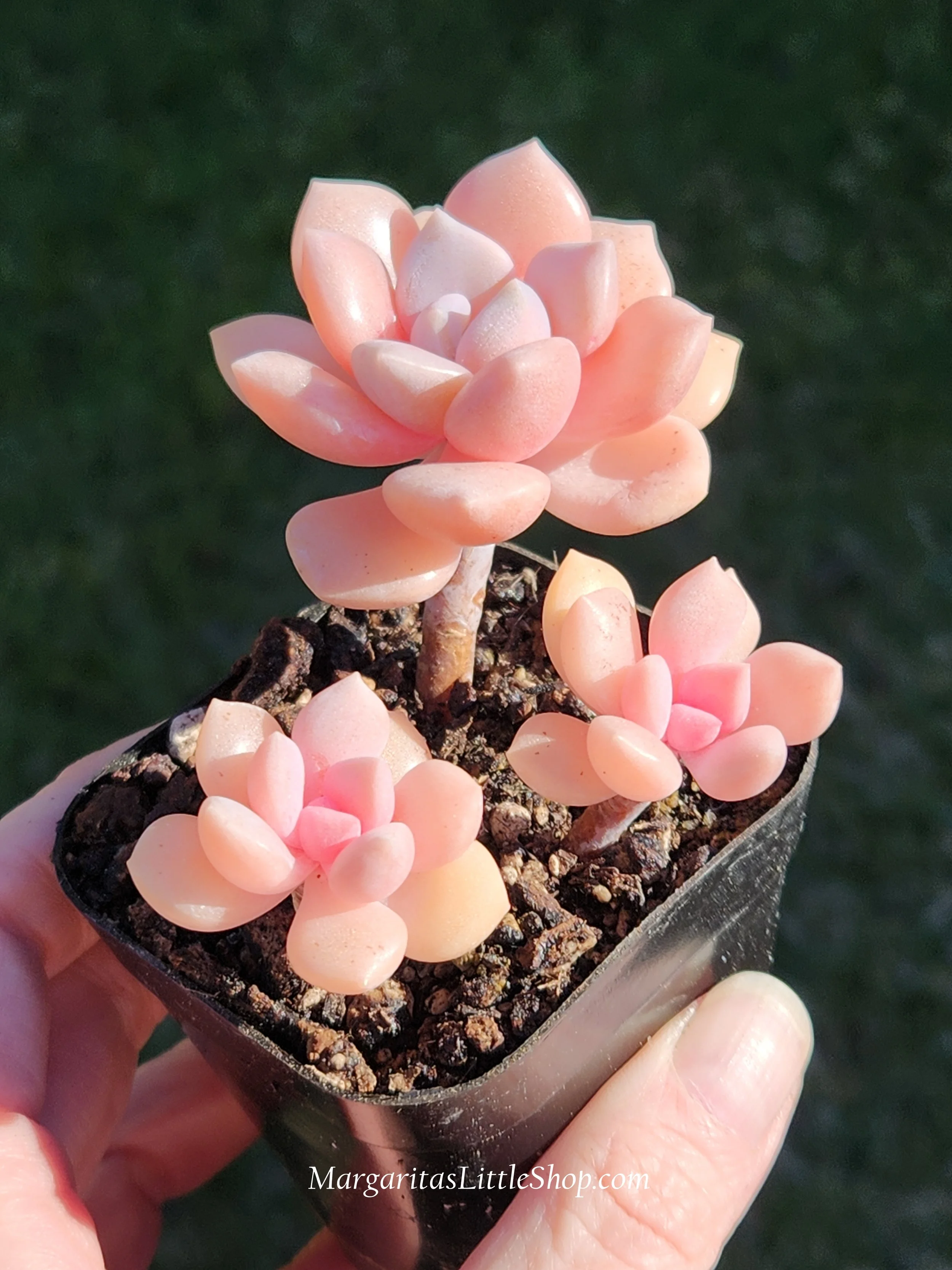 531-A2	Graptoveria 'Margaret Rose'