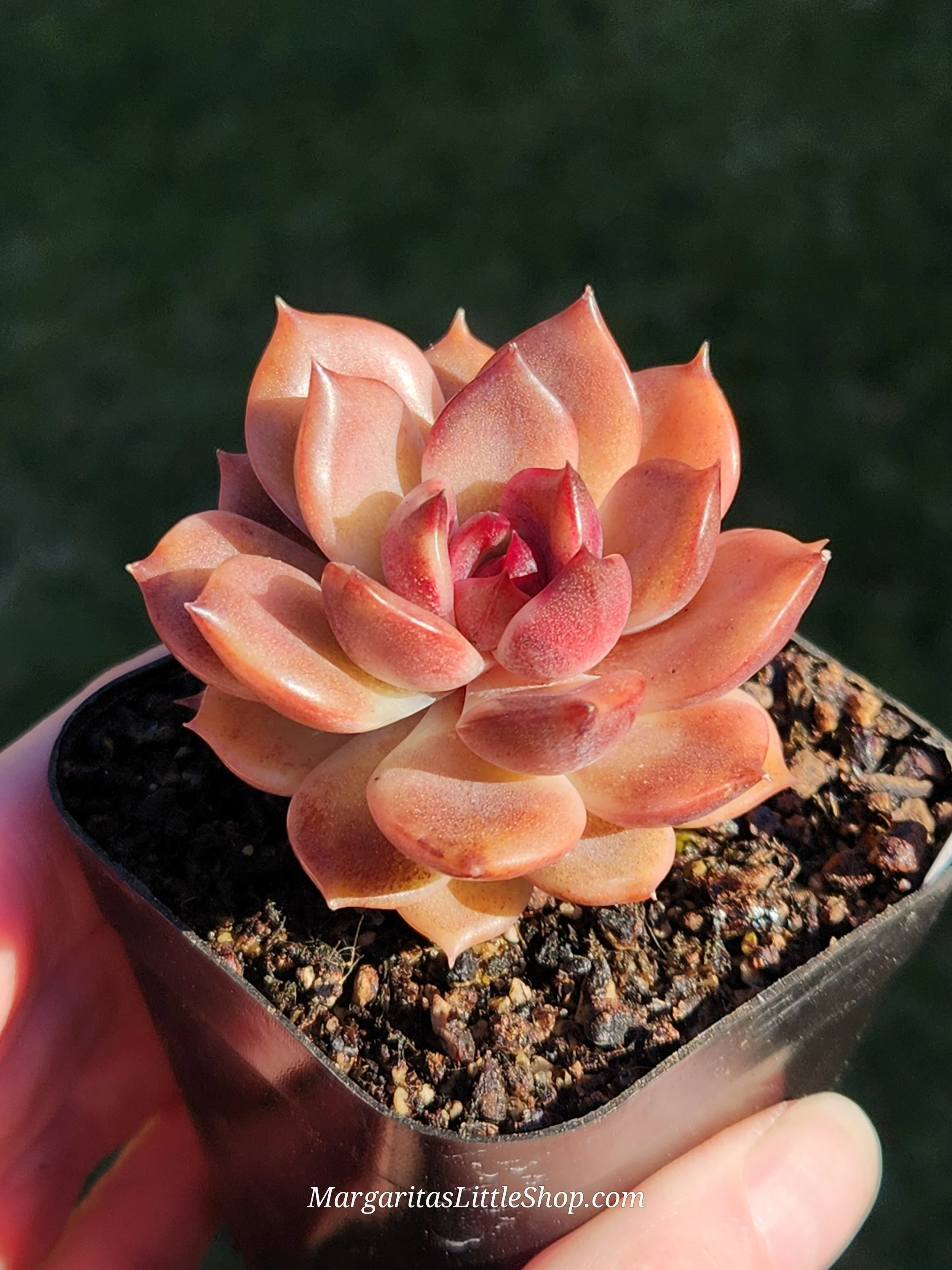 531-C2	Echeveria 'Taco Chocolate'