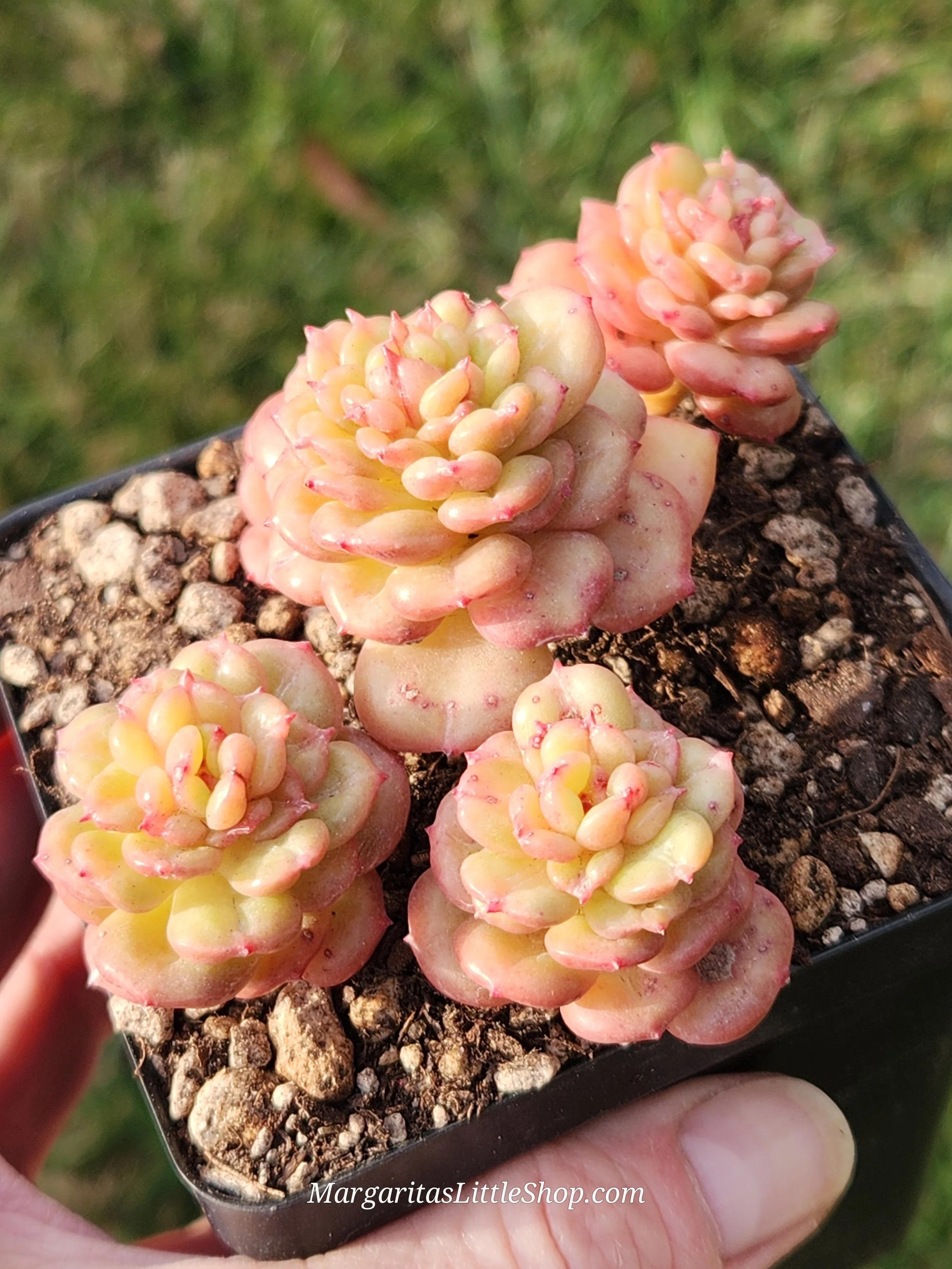 479-C1 Echeveria 'Apple Blossom'