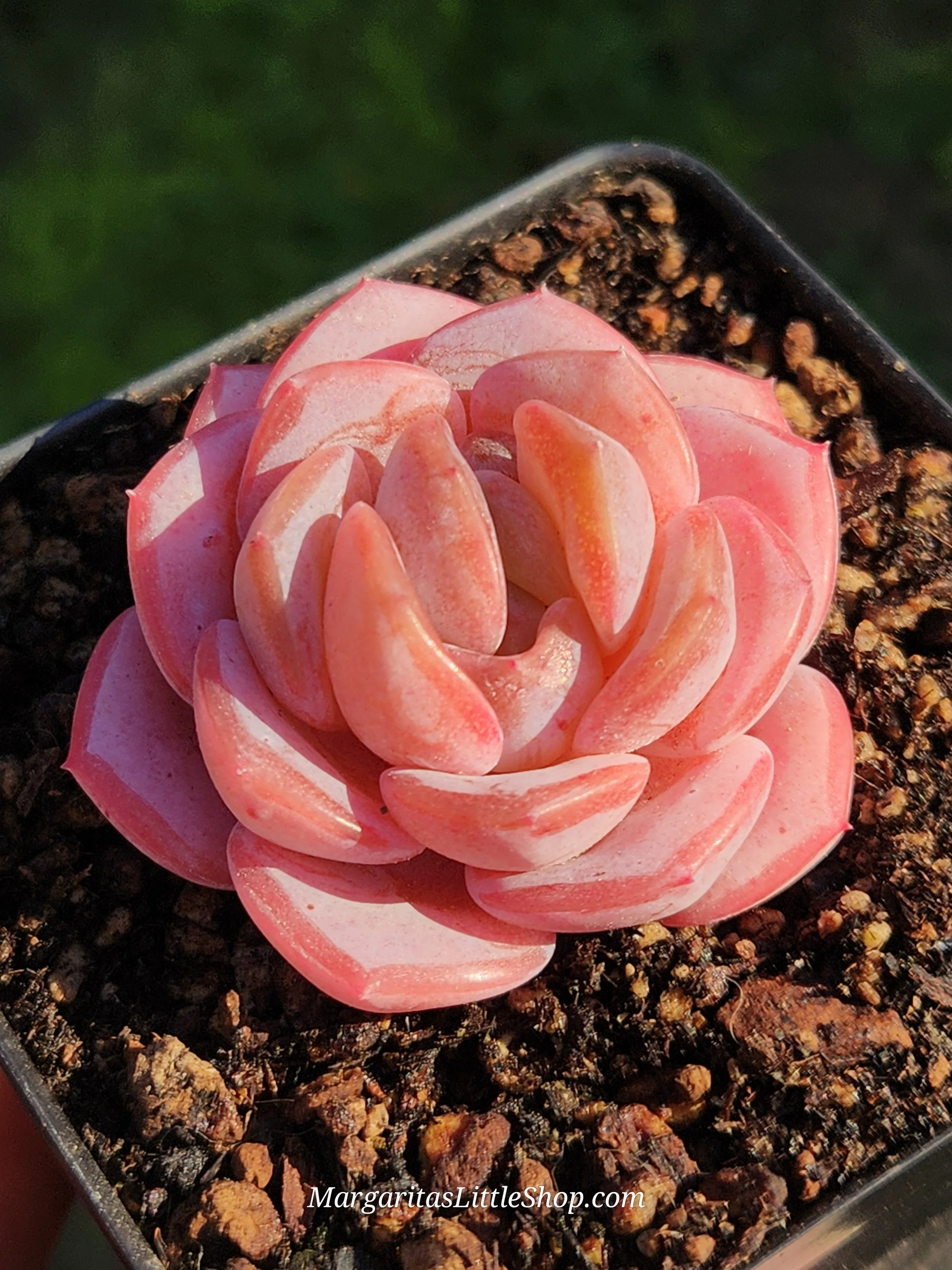 532-C6	Echeveria 'Heart Emotion'