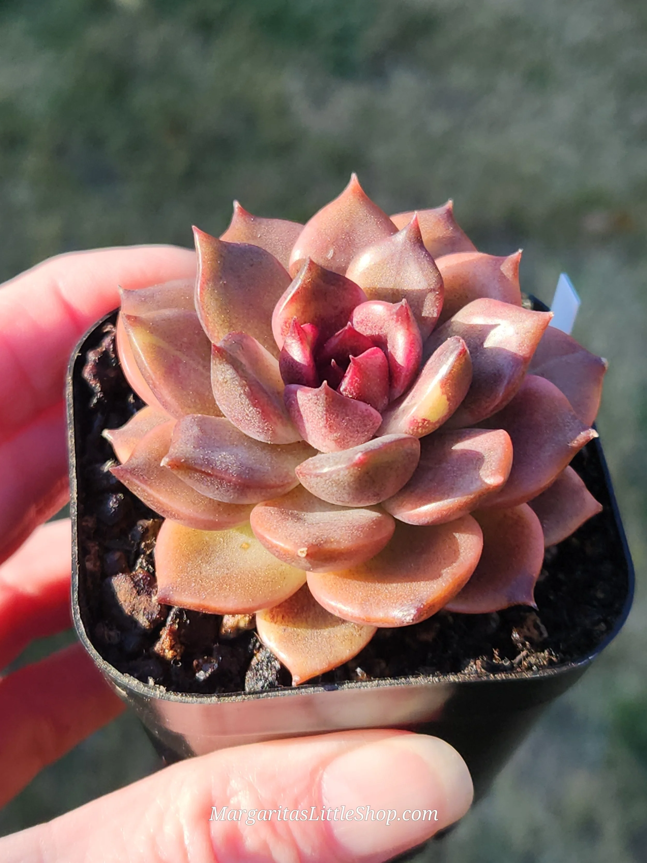 527-B7	Echeveria 'Dark Chocolate'