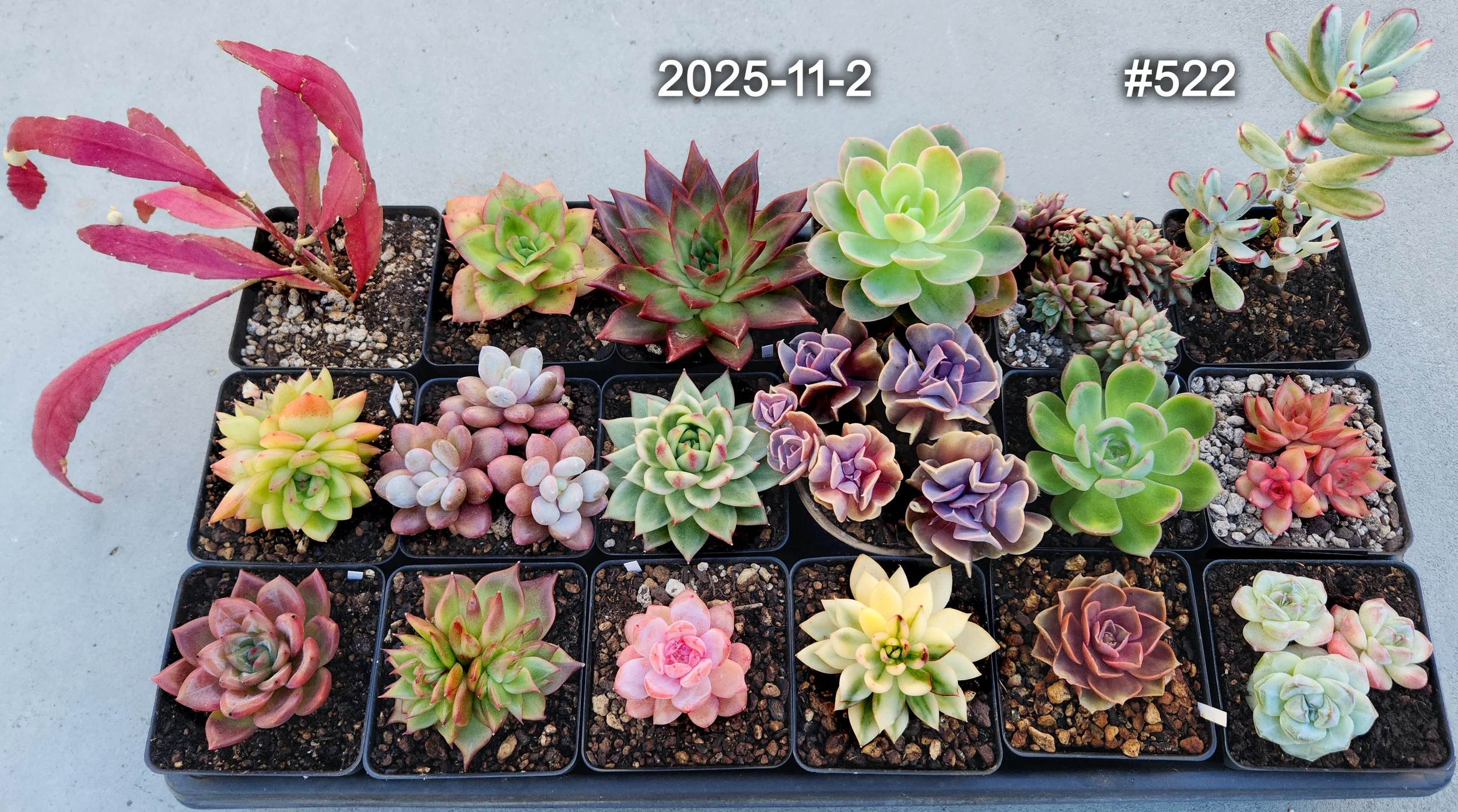 2025-11-2
