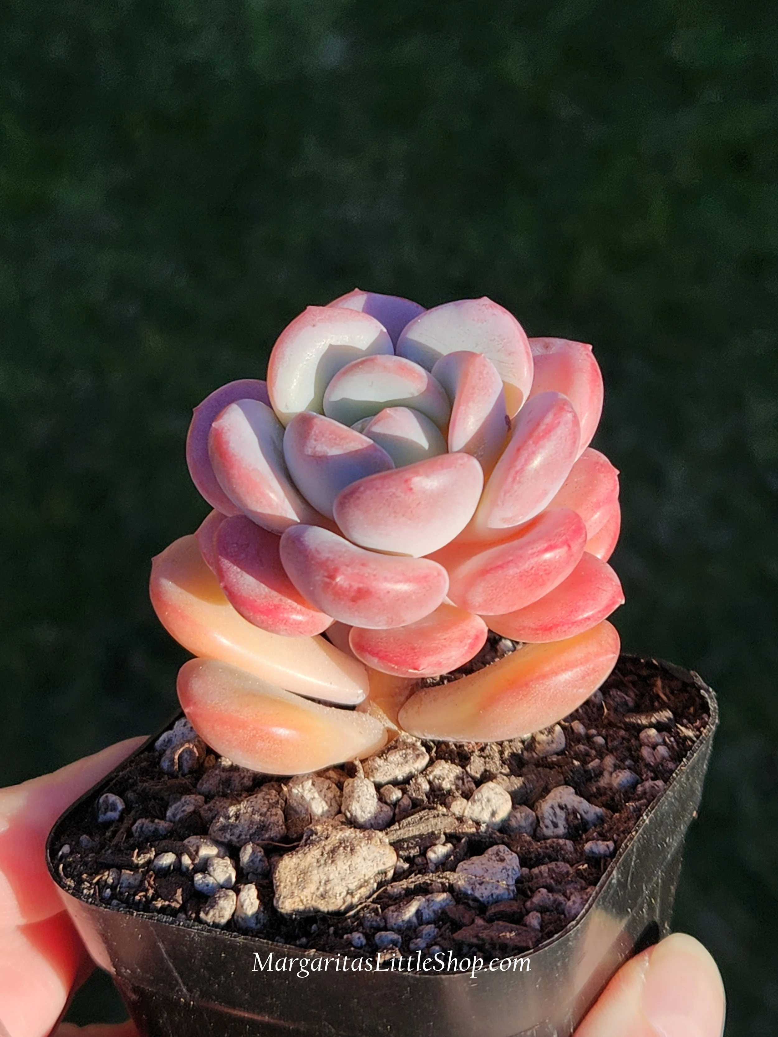 531-B7	Echeveria 'Ice Cream'
