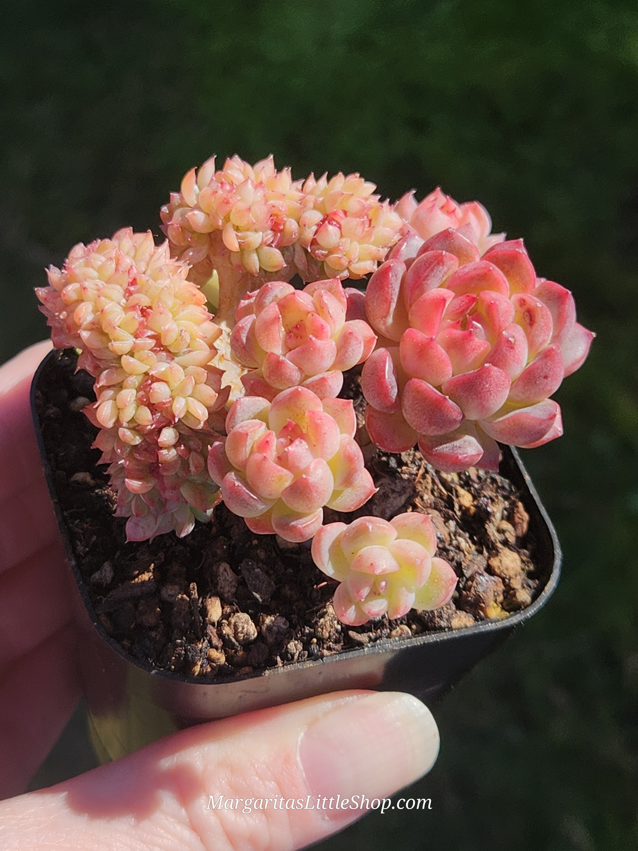 533-B1	Echeveria 'Amelie' f. cristata