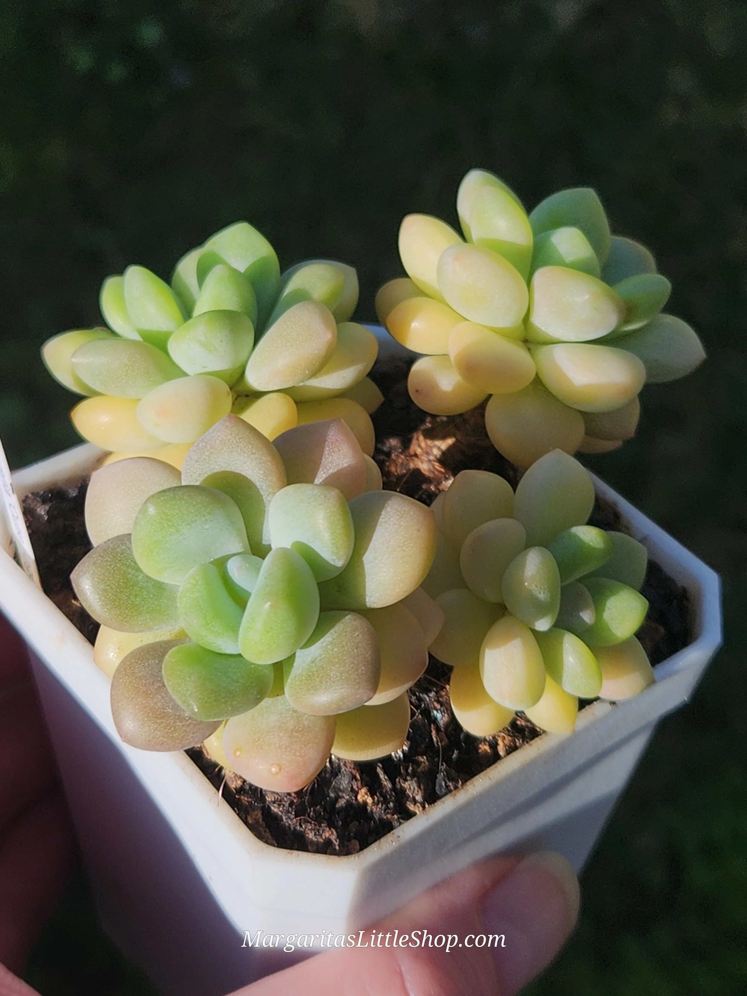 533-A1	Pachyveria 'Cutie Angel'