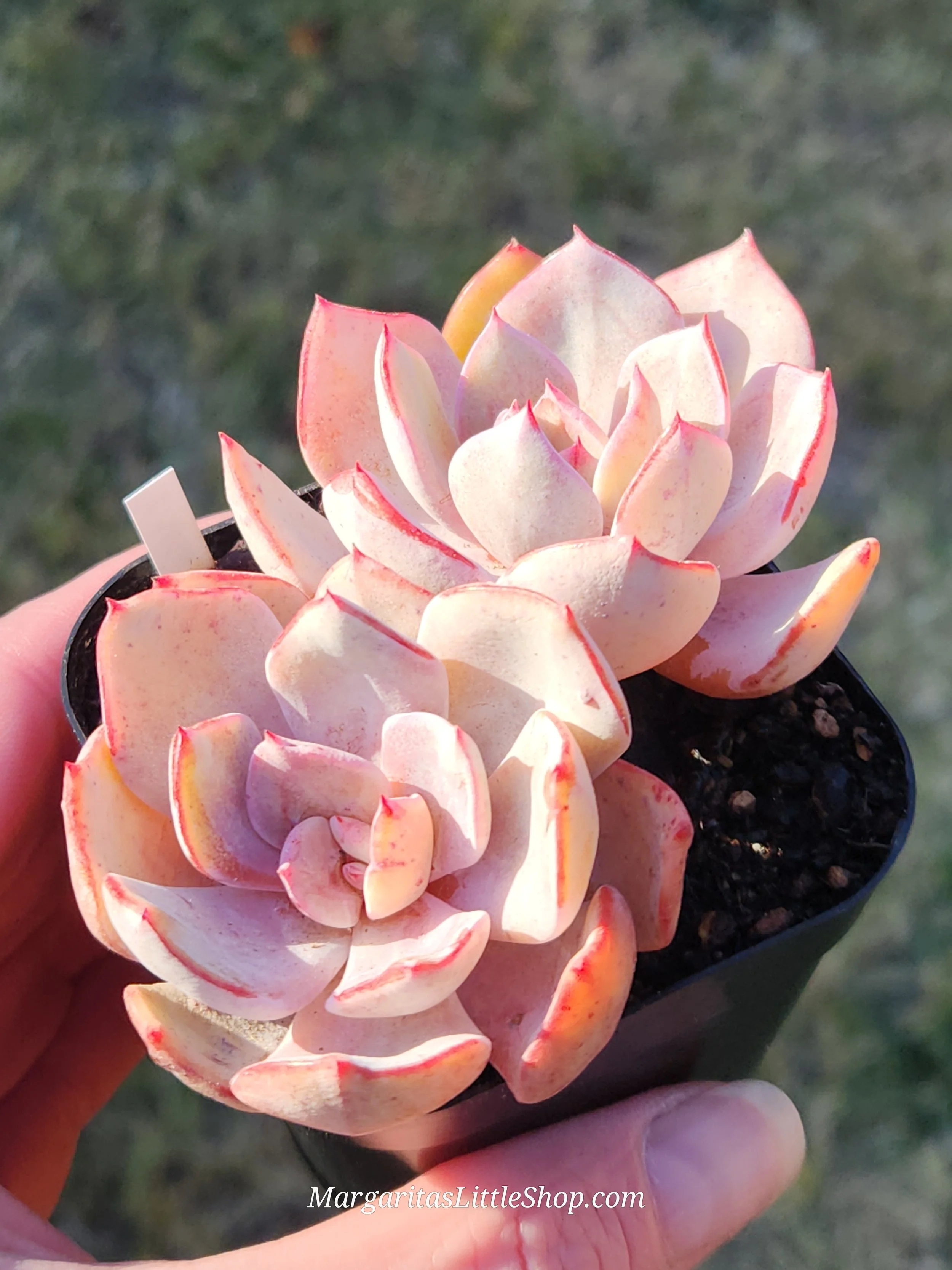 527-C7	Echeveria 'Milkis'