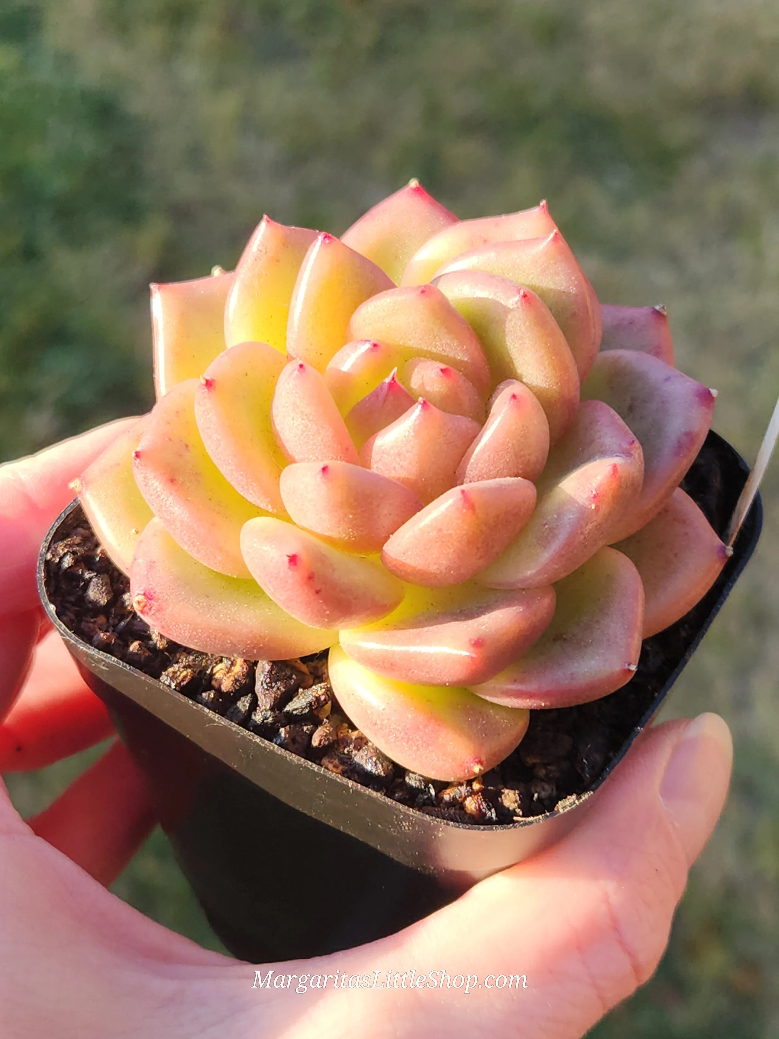 527-B8	Echeveria agavoides 'Caramel'