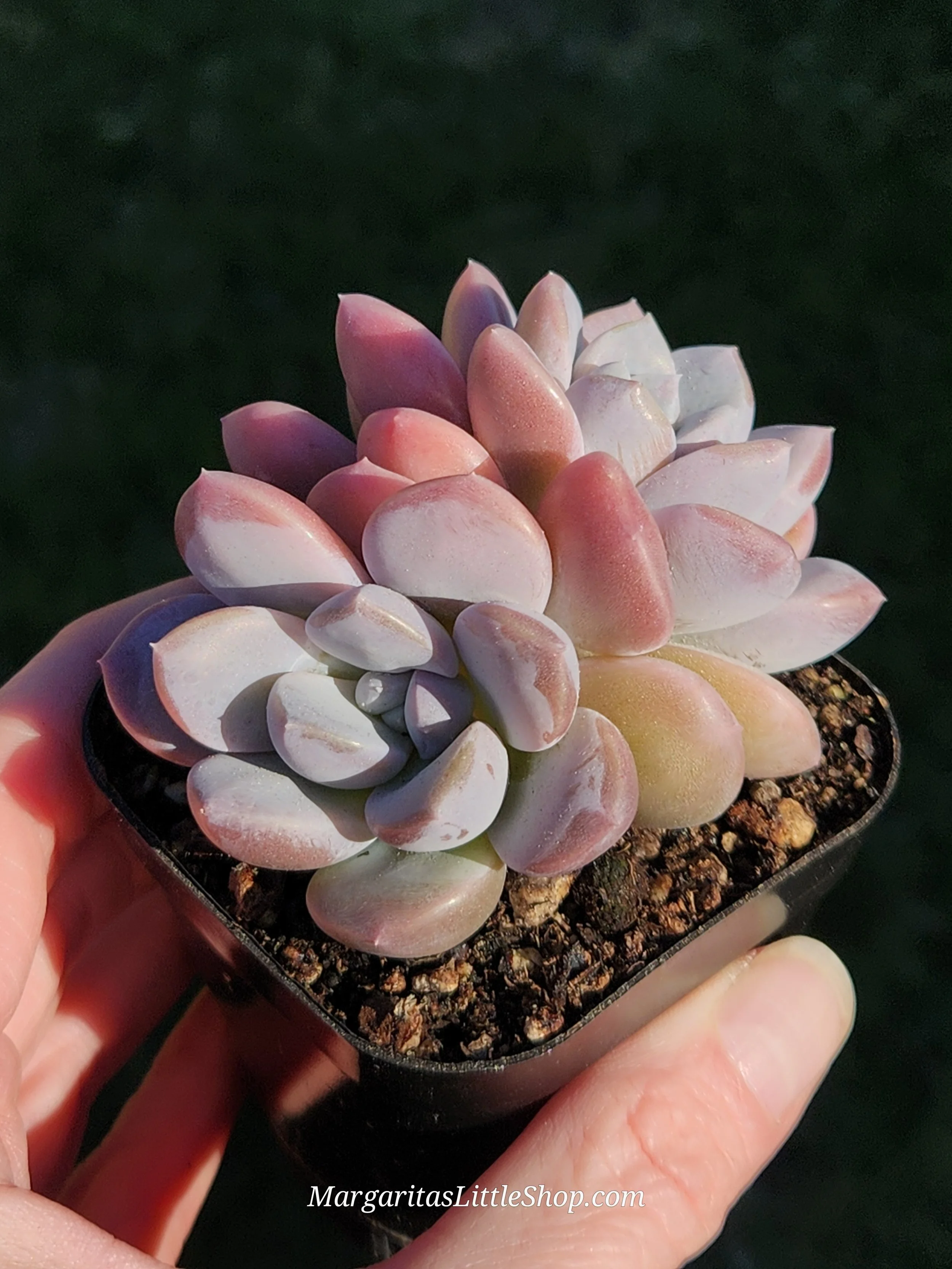 531-C3	Echeveria 'Amarina'